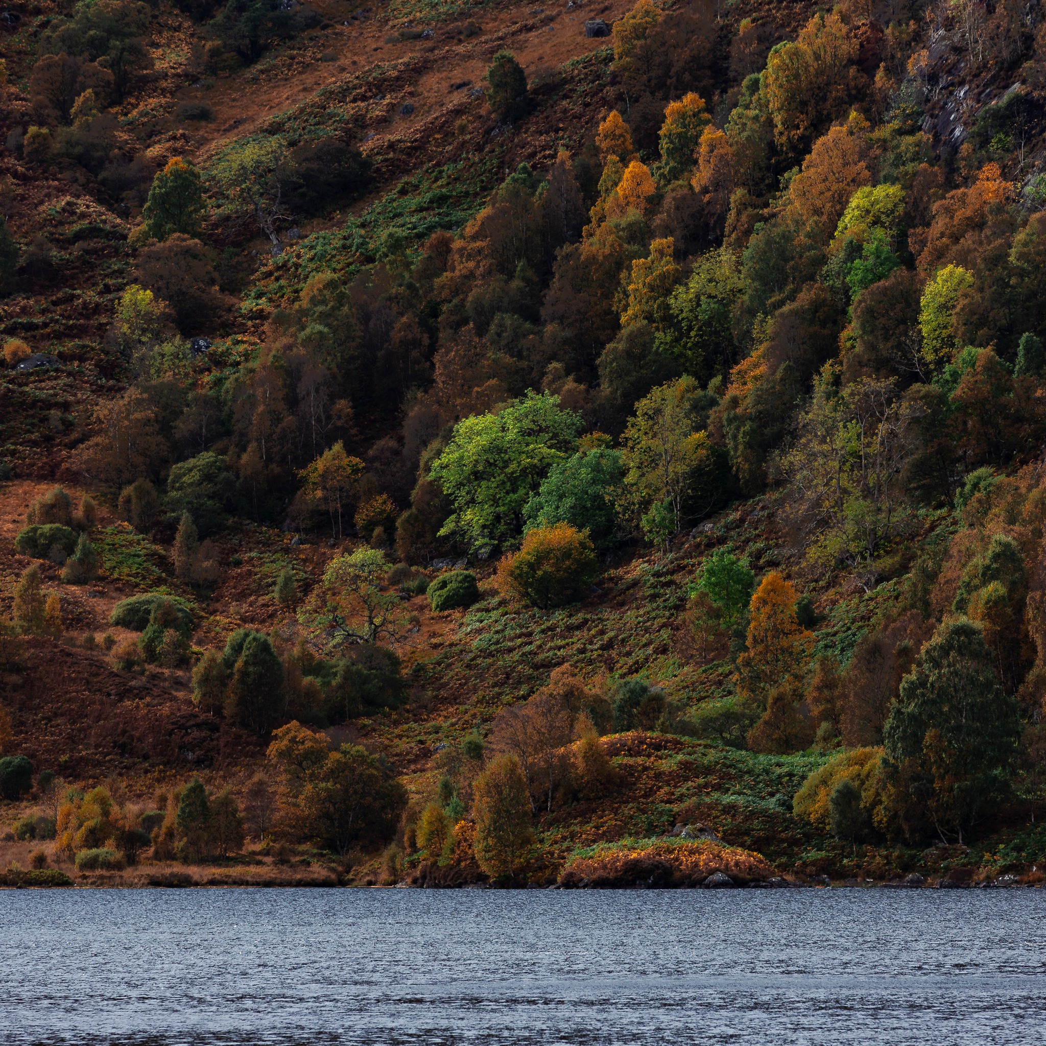 Sometimes land and light just get it so right.
#lochkatrine #scottishhighlands #trossachs #forestmagic #sunlightandshadows #goldenhourglow #landscapelovers #naturephotography #scotlandshots #visitscotland #scottishlandscapes #wildscotland #treephotography #mountainviews #sunlitbeauty #explorescotland #highlandsandislands #hiddenscotland #scotlandexplorer #scotlandtrip #travelphotography #natureinspiration #autumnlight #adventurenature #scottishscenery