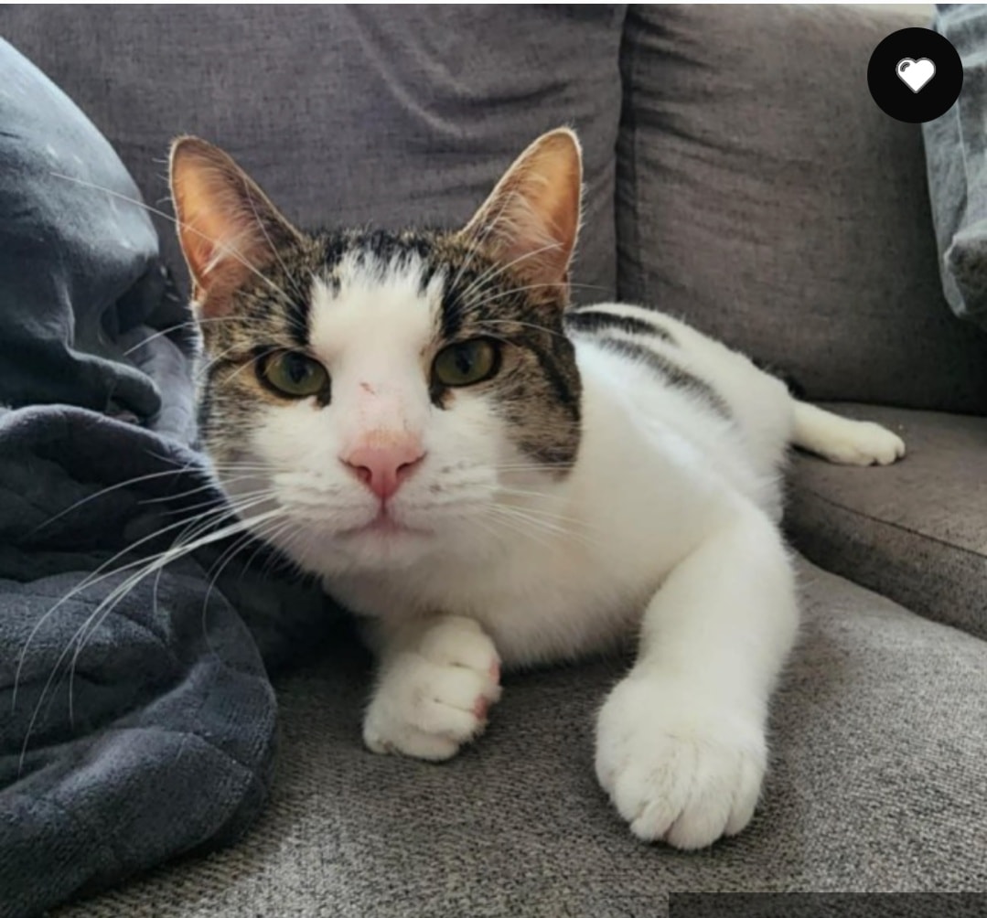 Mortals, prepare yourselves…
For you are about to meet Pippin, a warrior of great fluff, mighty purrs, and a heart as vast as the realms themselves!
This cheeky wee lad charges through the house with the speed of lightning—whether he is pursuing a ball, a scrap of paper, or the most fearsome foe of all… a rogue plastic bag. By Odin, his bravery knows no bounds.
Pippin stands ready, whiskers quivering with anticipation, to embark upon the greatest quest of all time:
Finding his forever home.
If your heart yearns for adventure, laughter, and a companion of incomparable adorableness…
Located in Brunswick Vic
Age 18 months
Adoption Fee $249
Chip 900164002360153
Source No RE100201
APPLY ONLINE at http://www.neko.org.au/adoption-application/
More information available at https://www.petrescue.com.au/listings/1154219