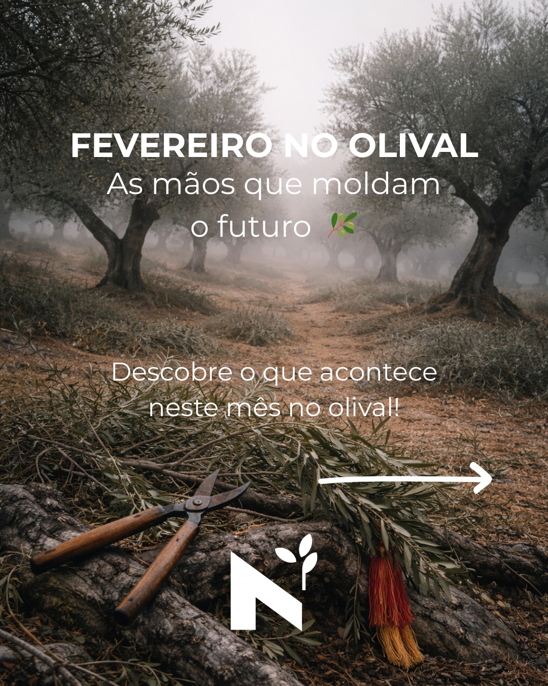 Fevereiro no olival: as mãos que moldam o futuro 🫒✂️
Depois de janeiro trazer o silêncio do repouso, fevereiro chega com ferramentas afiadas e mãos experientes. Este é o mês da poda — o diálogo entre olivicultor e oliveira que moldará a próxima colheita.
✨ Neste mês:
→ A poda tradicional acontece entre fevereiro e abril em Portugal
→ Cada corte tem consequências: eliminar "ladrões", estimular ramos novos, melhorar ventilação
→ Poda adequada pode aumentar produção em 30% (estudos APPITAD)
→ Nas aldeias, o Entrudo Chocalheiro celebra a renovação: Caretos de Podence (Património UNESCO) saem às ruas em rituais ancestrais
Fevereiro ensina-nos que renovar exige coragem — coragem para cortar, para confiar que menos pode ser mais. 🌿
A poda, tal como os rituais do Entrudo, é um ato de fé no futuro: acreditar que a oliveira responderá com vigor renovado, que a primavera chegará após o inverno.
Vem descobrir Trás-os-Montes e Alto Douro em fevereiro: trabalho silencioso nos olivais + explosão de cor nas aldeias durante o Carnaval tradicional.
👉 Link na bio para ler o artigo completo sobre Fevereiro no Olival
#azeiteanorte #azeite #olival #fevereironoolival #podadaoliveira #trásosmontes #altodouro #olivoturismo #oliveoil #caretosdepodence #caretos #entrudochocalheiro #patrimónioUNESCO #tradiçõesportuguesas #oliviculturasustentável #sabedoriaancestral #turismorural #portugalautêntico #carnaval2026 #olivegrove #extravirginoliveoil #oleoturismo #nortedeportugal #portugal #naturaleza #culturarural #oliveheritage #rurallife #winterlandscape #slowfood
