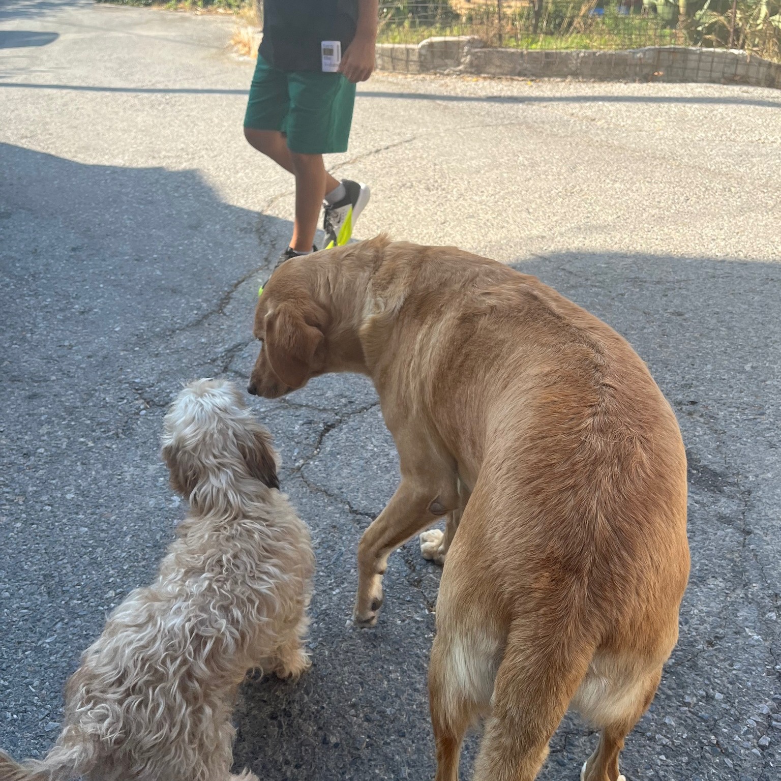 To our puppy customers: if you had enough of sharing your house, in the dark, with your humans, just bring them out for diner at the patio and show them some love.