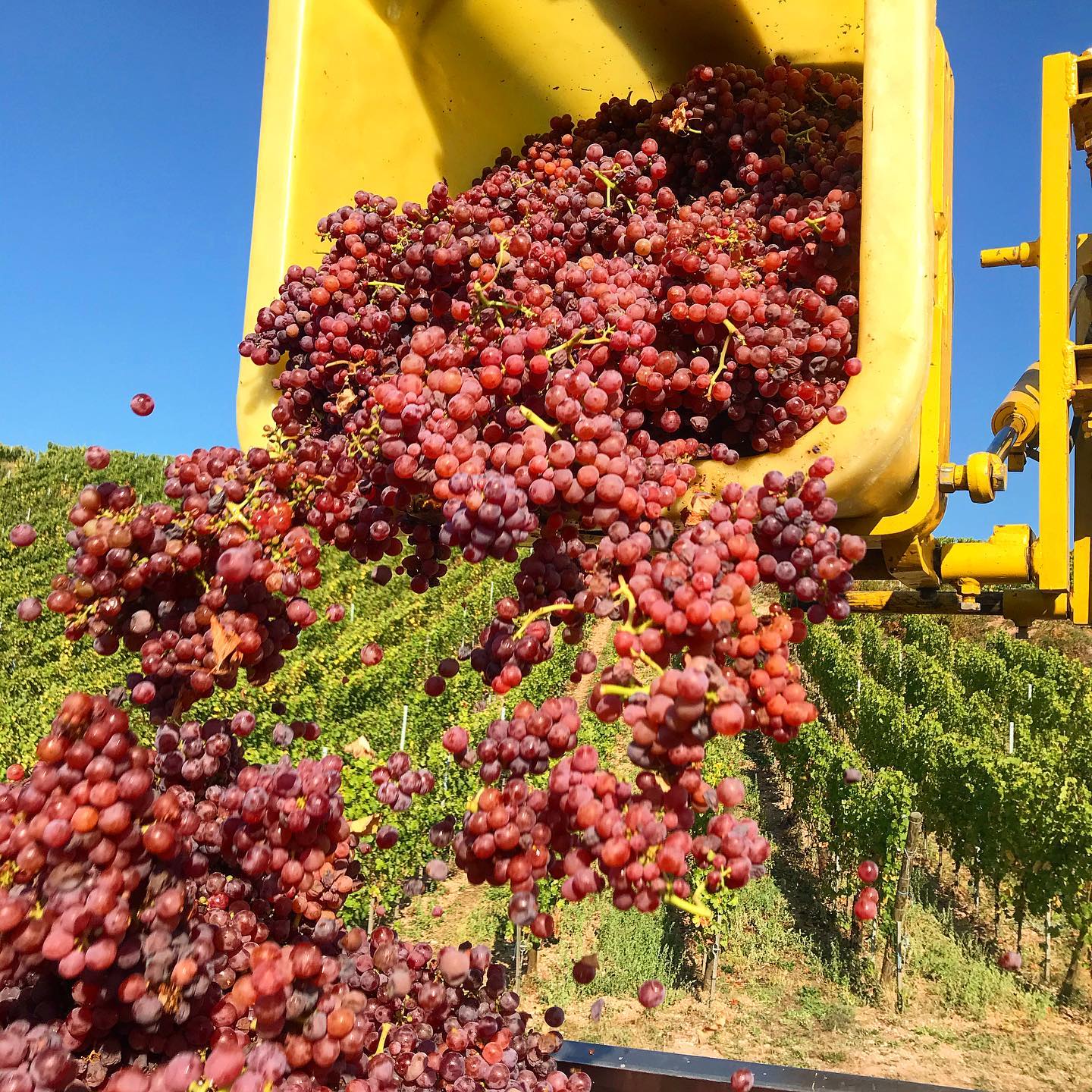~ Petit aperçu de notre récolte 2020
~ Millésime haut en couleur et en maturité
~ Joie et bonne humeur
~
~
~
~#drinkalsace #vindalsace #alsace #vin #wine #winelover #winelovers #harvest #harvest2020