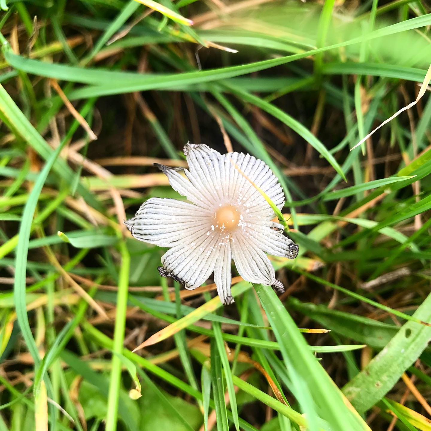 Entre la pluie et le beau temps la nature prend vie 🌸
.
.
.
.
#drinkalsace #alsace #katzenthal #vin #vindalsace #wineoclock
