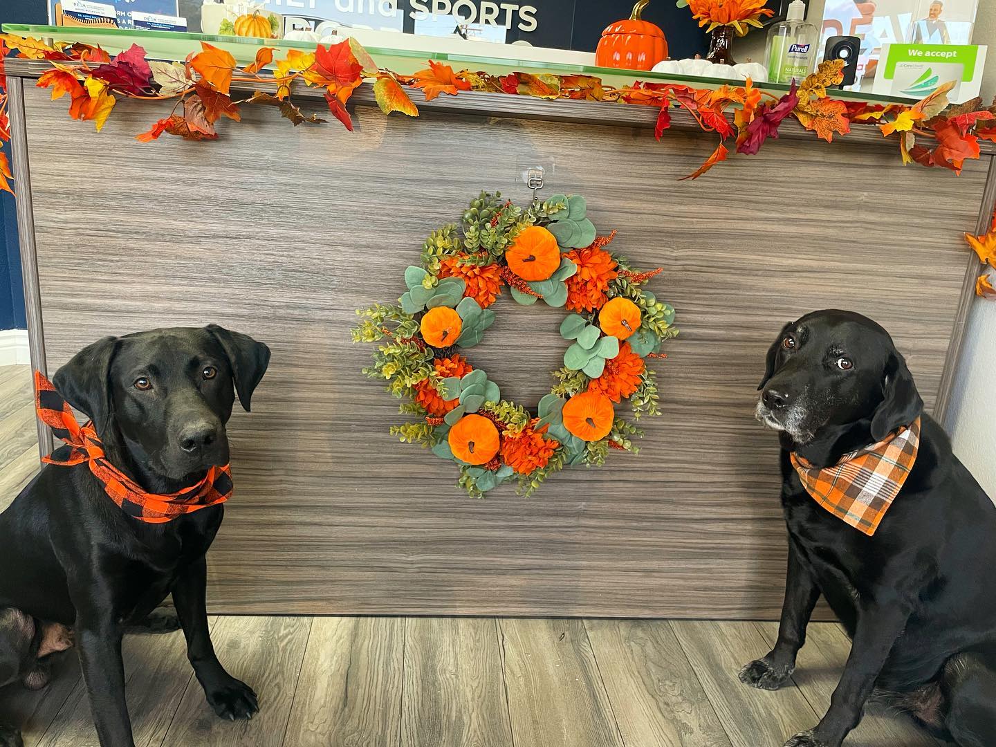 Fall is here, and the office decor is up. Eli isn’t sure how he feels about it though…