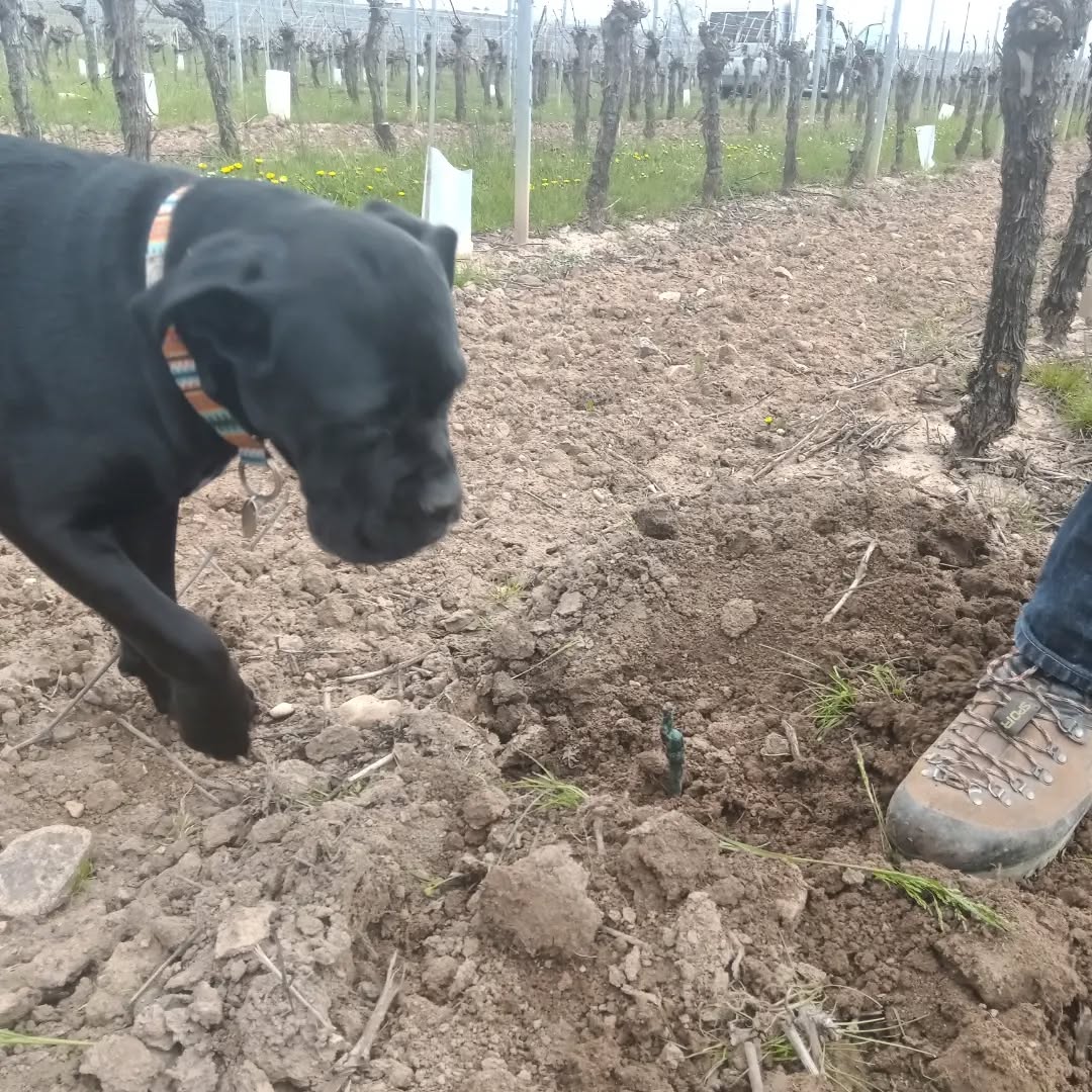 Plantation 2023 🌱 et Rosie pour nous filer un coup de patte 🐾