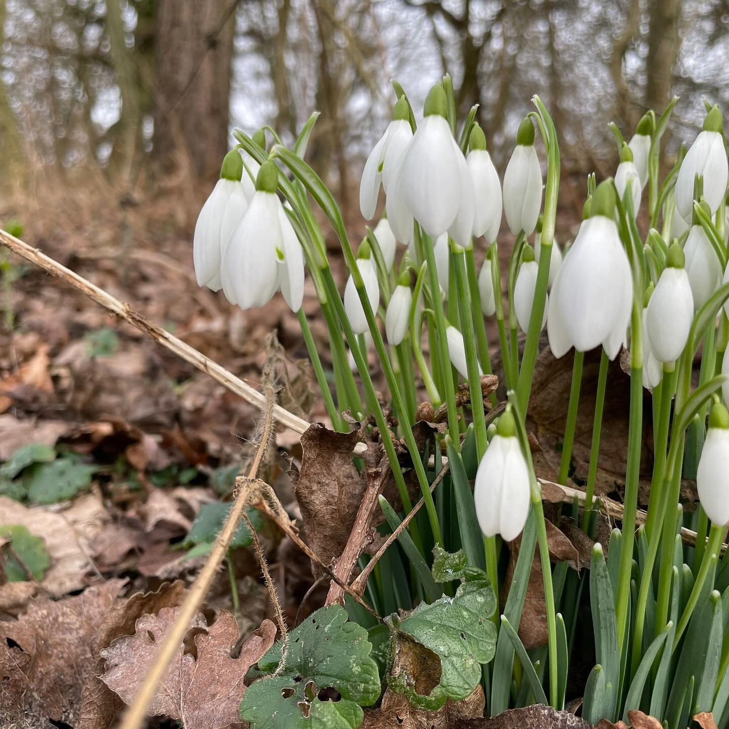Snowdrops, at last. We look forward to this season every year. These photographs were taken during a fantastic guided walk with the head gardener at @ickworthnt last week.
.
There are two main species of snowdrop at Ickworth: the Galanthus nivalis, which are small and early flowering, and the Galanthus elwesii, which are taller and had only recently started flowering when we were there. There was endless variation within these species, however.
.
The snowdrops in the second picture were particularly impressive. They were on an almost vertical surface that had been uprooted by a falling tree, yet still managed to pull themselves up to flower (almost) upright!
.
.
.
.
.
.
#snowdropseason #galanthus #galanthomania #galanthophile #snowdrop #snowdrops #ickworth #nationaltrust #nationaltrustmember #winter #myseasonalstory #winterblooms #winterflowering #flowersmakemehappy