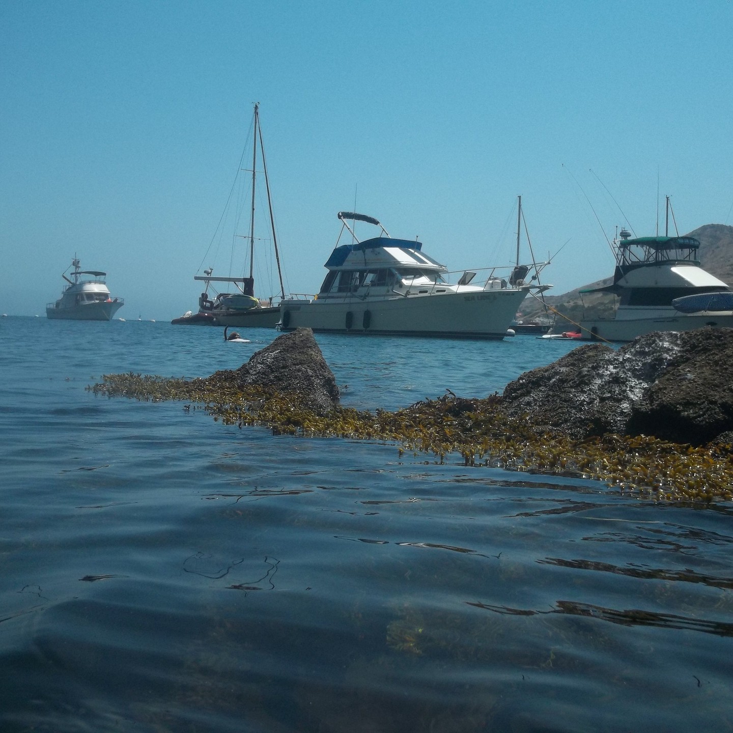 A few shots of snorkeling around Two Harbors on Catalina Island this week. That lobster's lucky I'm vegan! The pelicans loved the school of smelt!
#catalina #catalinaisland #twoharbors #twoharborscatalina #california #southerncalifornia #socal #snorkeling