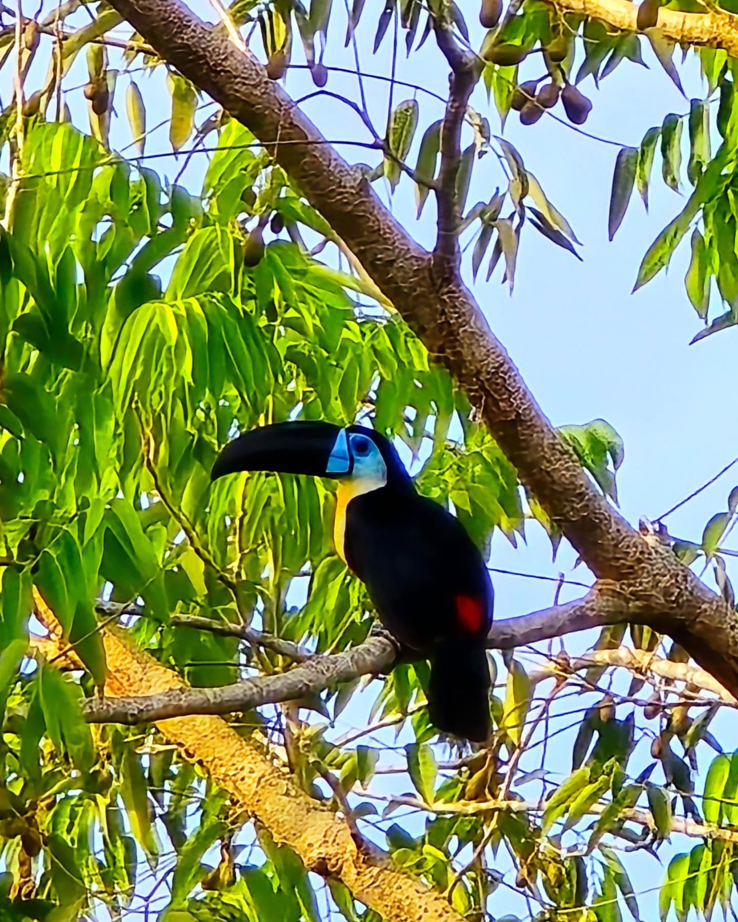 Can you believe this is my workspace! These vibrant, Channel-billed Toucans are native to Trinidad, and a group of them have made their home outside my workshop.
From the moment I step outside, I’m reminded that our world is full of beauty waiting to be interpreted. Living and creating surrounded by nature is a blessing I cherish daily.
Sometimes, I feel like they are my silent collaborators, guiding my imagination and fueling my desire to create.
I hope these images of my colorful neighbors bring you as much joy and calm as they have brought to me! Happy #toucan Tuesday 🦜
#josannemark #artoftheday #natureinspired #islandinspired #toucans #trinidadandtobago🇹🇹
