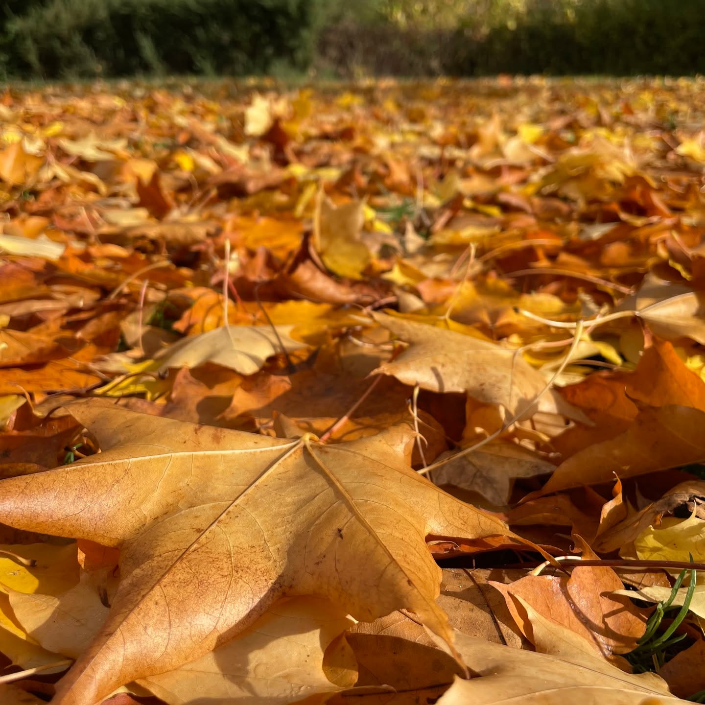 One of our favourite moments each year: the autumnal colours of the field maples. It doesn't matter what sort of day we're having, a sight like this always manages to put a smile on our faces. 🍂🍁
.
.
.
.
.
.
#onmywalk #coloursofautumn #fallcolors #autumn #fall #autumnphotography #myfavouriteseason #embracingtheseasons #goldenleaves #iloveautumn #nature #crunchyleaves #thatautumnmagic #leaveschanging #slowliving #simplepleasures #aseasonalyear #myseasonalstory