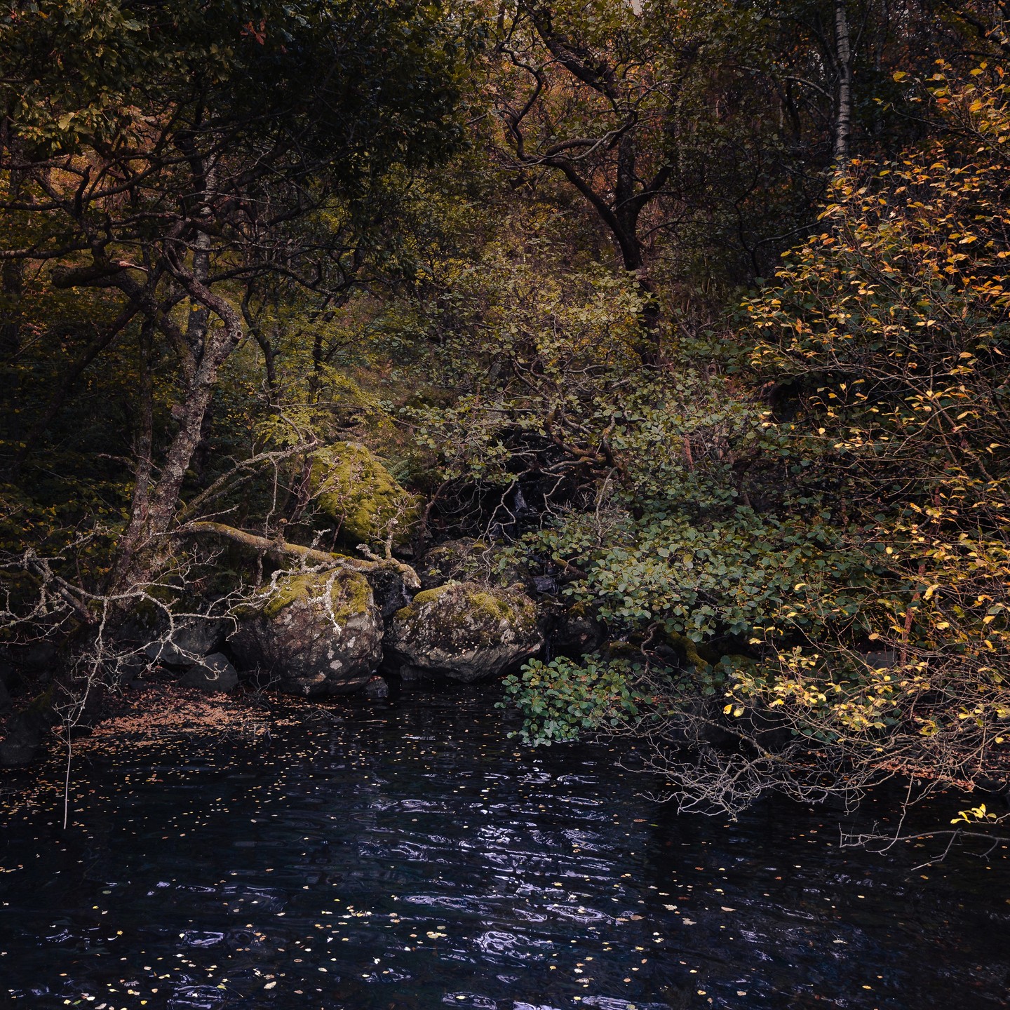 You'd walk right by this rocky river spot without a second thought in broad daylight... but catch it at just the right time & it becomes the perfect sort of place to make a wish.
#scotlandscenery #visitscotland #trossachs #moodylandscape #forestatdusk #explorescotland #naturephotography #scotlandoutdoors #landscape_lovers #autumninspo #wanderthescottishhills #lochkatrine #scotlandshots #scenicviews #scotlandlandscape #wildscotland #scotlandexplore #forestadventures #mysticalscotland #discovernature #scotlandgram #explorescotlandwithme #scenicbritain #hiddenscotland #riverandforest