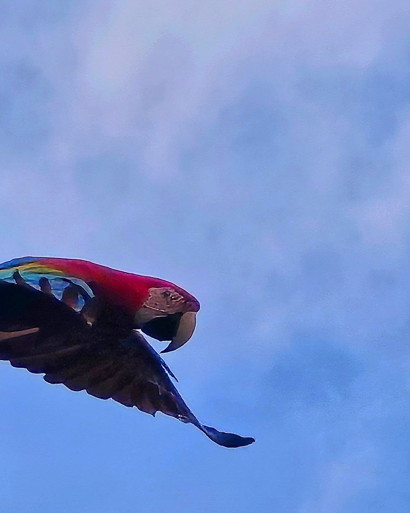 Look who flew by this New Year’s Eve day, brawlishly screaming goodbye to 2024!
#josannemark #NatureInspiredBeauty #goidbye2024 #naturephotography #natureinfocus #natureisbeautiful