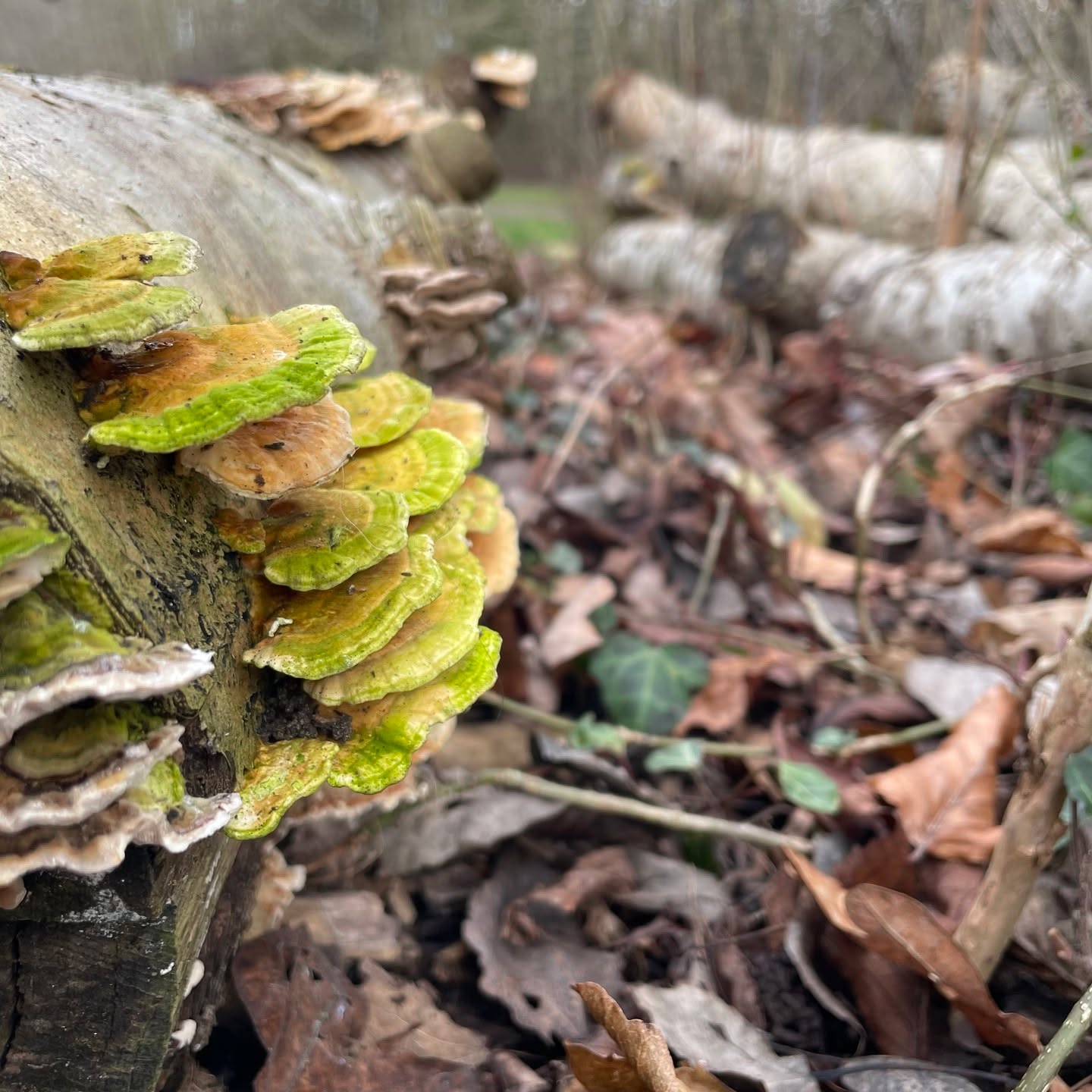 A small colony of bracket fungi (probably lumpy bracket, or Trametes gibbosa) growing on the fallen and cut trunks of beech and silver birch trees near our house.
.
Bracket fungi (polypores) are very dependent on dead wood left in situ, so it's a relief to see these trees being left to decompose naturally. They, in turn, support other species, such as algae (which gives the green colour to these older specimens) and beetles.
.
.
.
.
.
.
#mushrooms #mycology #fungi #simplepleasures #slowsimpleseasonal #mushroomphotography #onmywalk #myseasonalstory #woodlandwalk