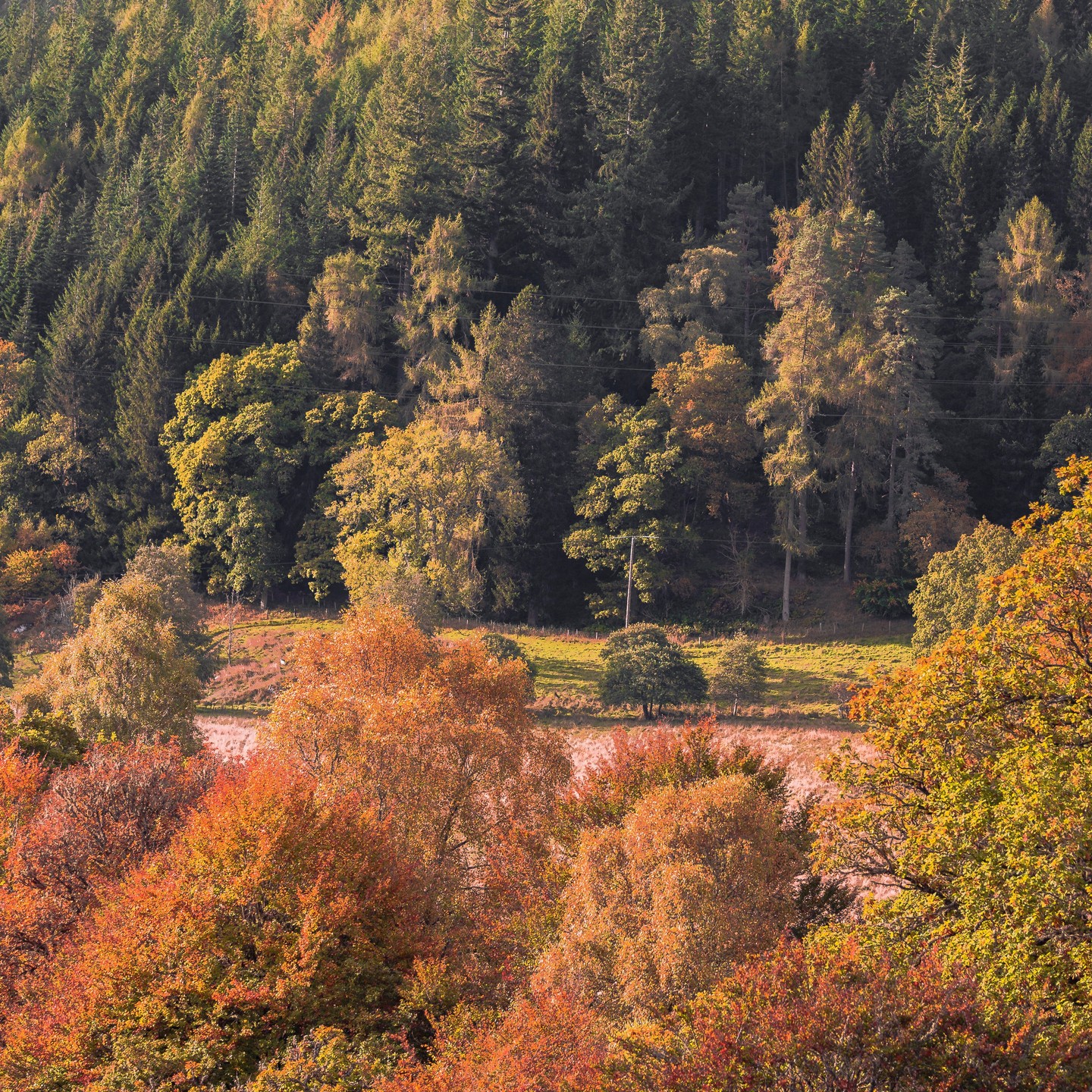 Overlooking natural habitat in the heart of Perthshire.
#PerthshireViews #RiverGarry #ScotlandLandscapes #NatureInScotland #ScotlandPhotography #ExplorePerthshire #HiddenScotland #VisitScotland #LoveScotland #ScottishForests #ScenicScotland #HighlandViews #NatureLovers #WanderScotland #ScotlandTravel #ScottishNature #ScotlandAdventures #LandscapePhotography #PeacefulScotland #ScottishCountryside #ForestsAndRivers #ScotlandHikes #DiscoverScotland #Scotland2024 #NatureEscape #PerthshirePhotography #HighlandsAndForests #AutumnInScotland #TravelScotland