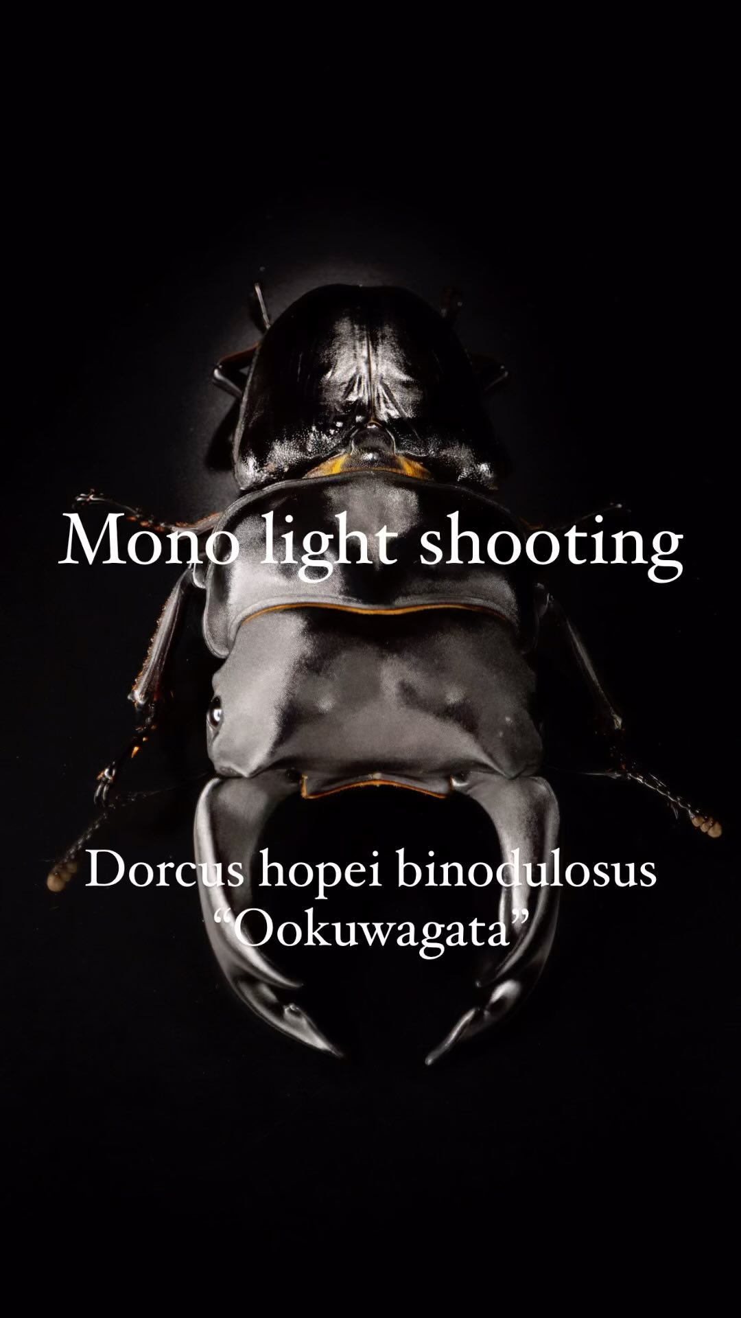 なかなか編集時間取れず久々の投稿です。
オオクワガタブリーダーの @ryuta.w とのコラボ撮影。
今シーズンのオオクワガタのエースを撮らせてもらいました。
あんまり出番を作れてないレンズ、 #laowa24mmprobe の見せ場が久々に回ってきました。
#halumin は意外とモノで使った方が好きかも。難しいけど、コントロールが利く方が画がつくりやすい。
ダブルだとほぼオートマチックになっちゃう。
この超マニアックな組み合わせでまた色々撮ってみようと思います。
とりあえず、オオクワカッコ良すぎです。
#studiolighting #monolightshooting #stilllifephotography #オオクワガタ #sachtler #edelkrone #laowa #canoneosr3