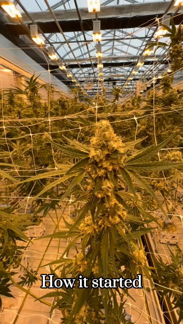 New Lights, Bigger Yields! 💪Upgrading our lighting systems boosted our harvest from 1.85 million to 1.9 million grams of wet weight in a single cycle! 🍃