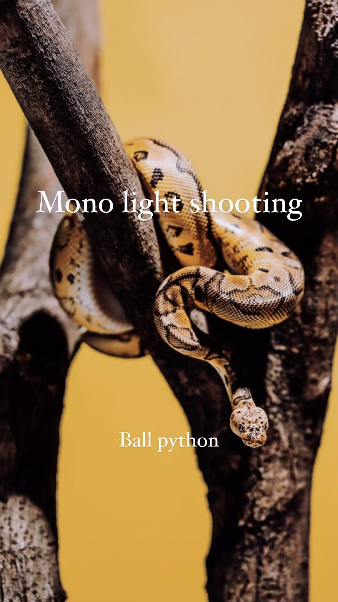 偶然にもヘビ繋がりネタが続きます。
以前から撮ってみたかった爬虫類。
@hinatareptiles とのコラボで実現しました。
朝イチで山へ樹を探しに行くところからスタート。
無事天才的な伐採木をGET。
アフリカに生息する #ボールパイソン はどっちかっつーと地上にいることが多いらしいけど、木登りしなくはない、という情報で
今回はこのシチュエーションで臨みました。
ストレスを極力かけないよう爆速で撮影完了。
おとなしくて良い子でした。
噛むことも滅多になくペットとして人気出る理由も分かりましたわ。
#monolightshooting #stilllifephotography #ballpyson