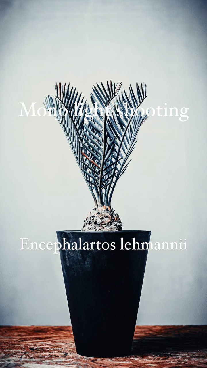 #エンセファラルトスレーマニー
ようやく撮影できました。
何気にこの #marvista の鉢が手に入らないナゾ。
元気に大きくなっておくれー。
#studiolighting #monolightshooting #stilllifephotography #encephalartoslehmannii #encephalartos #sachtler #edelkrone #zeisslens #canoneosr3
