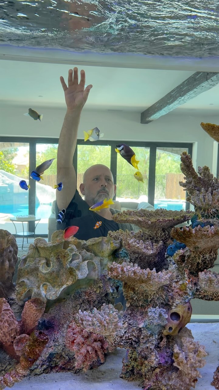 Semi-Annual Fish Inspection 🧐 😁
.
.
.
.
#saltwaterfish #marinefish #aquariumfishes #aquariumlife #aquariumfun #aquariumfans #aquariumaddict #aquariumlover #oceansaquarium #oceansaquariumdesign