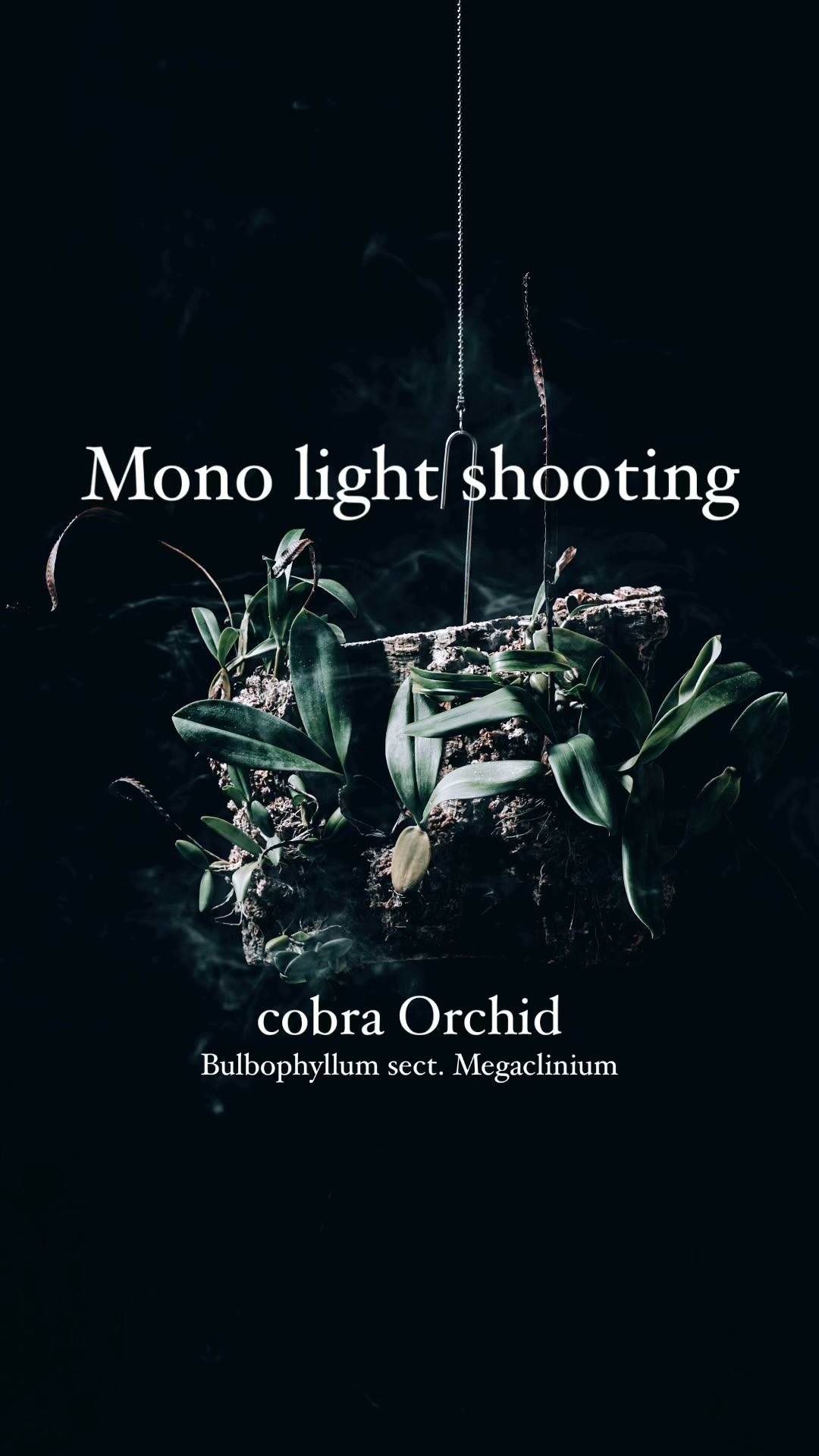 アフリカ着生ランの #コブラオーキッド 系のみを集めてみた。
わかりやすくいうと、有名な胡蝶蘭の対極にあるんじゃないかってくらいマニアックすぎる花が咲く蘭の仲間です。華やかさゼロ。
紫がかった褐色のヘビみたいな花茎を伸ばします。謎です。
しかしただただカッコ良すぎるのです。
そんな彼らの複数種を入手、育成、着生、調整を経て数ヶ月越しの撮影が出来ました。
コンパクトなスモーク機材が最近発売されて導入してみたけど、これはかなり優秀。シズルバリエーションが増えますね。
フォトショで描かないって素敵。
#monolightshooting #stilllifephotography #indoorplants #着生ラン #fm01
@ulanzijapan @ulanzi_official