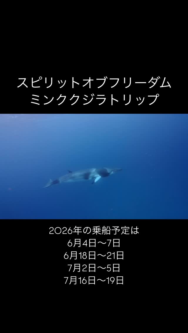 やっぱり凄いわグレートバリアリーフ
毎年6月7月はミンククジラがやってくる。
普通にダイビングしてると、クジラの方から近づいてきて、安全停止中はクジラが行ったり来たり。本当に2-3mの距離を泳いでいく。
クジラを探したり、追いかけることはせず、クジラがやってくるのを待つだけ。なのにほぼ確実に会える。
凄すぎるグレートバリアリーフ。
クジラのシーズンは半年くらい前に売り切れるので、早めに計画して、遅くとも年末か年明けには予約することをおすすめします。
来年の僕の乗船予定は、3回
6月4日〜7日
6月18日〜22日(←無し)
7月2日〜5日
7月16日〜19日
連絡待ってます!
#ダイビング #グレートバリアリーフ #ケアンズ #ホエールスイム