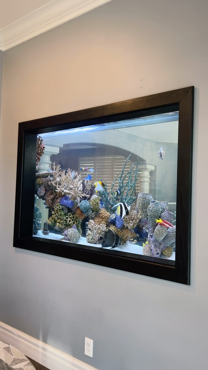 One year after installing this stunning 500-gallon in-wall room divider artificial reef, the results speak for themselves! With no water changes in 12 months, the fish are thriving, and the aquarium remains pristine. This setup demonstrates how proper design, planning, and maintenance can create a beautiful, low-maintenance environment. Ready to transform your space with an aquarium that stays gorgeous all year?
.
.
.
.
#customaquarium #saltwateraquarium #artificialreef #oceansaquarium #oceansaquariumdesign #aquariumlove #aquariumlife #aquariumfans #marineaquarium