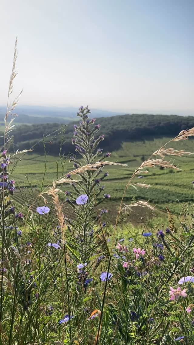 J U I N 2025 - le Hinterburg 🌸
#alsace #wine #vindalsace #alsacerocks #nature
@vinsalsace