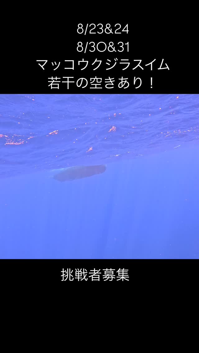 世界でも珍しいマッコウクジラと泳げる場所
今まで夢でしかなかった体験が、奄美大島でできる。
これは本当に凄い大発見だと思う。
今チャレンジしとかないと!
8月23&24日 募集中
8月30&31日 若干名空きあり