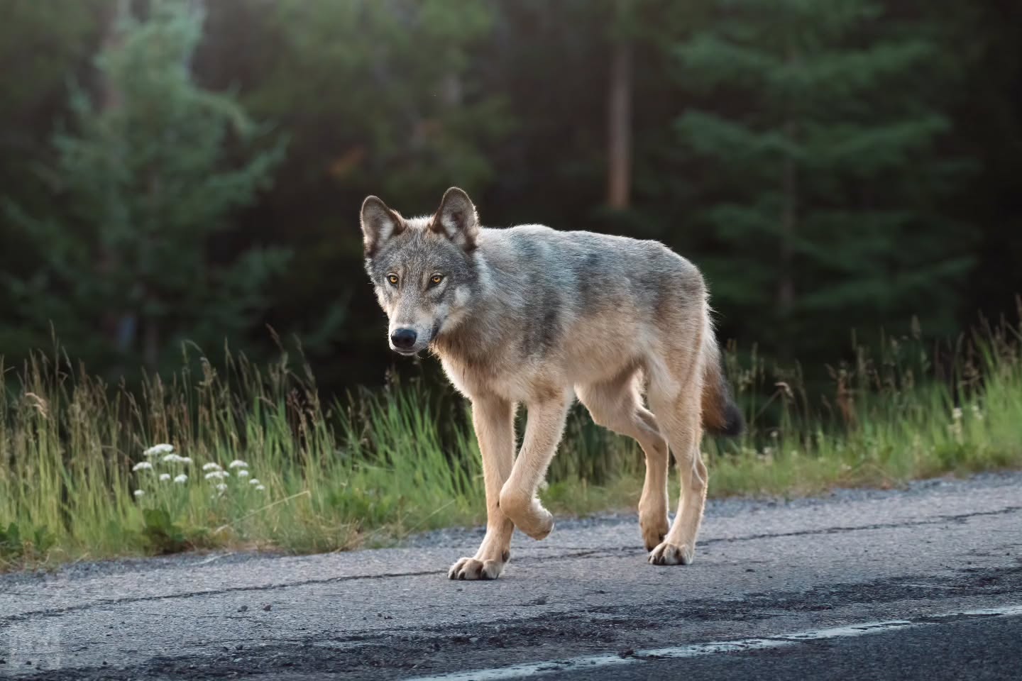 A grey wolf... My first time ever photographing one in the wild, and I couldn’t be more thrilled. This week has been a true highlight of my summer, maybe even the whole year. A few days ago, I had my first-ever sighting, but it slipped by with no chance for photos. Then, while Tabitha and I were out looking for grizzlies, we spotted this one trotting along the road. Finally, after four years. Unforgettable. 🐺
A few more pics to come.
.
.
.
@bestwildlifeshots @wildlifeplanet @discoverwildlife @wildlife_inspired @natureinfocus @wildlifephotomag @canadianwildlifefederation @parks.canada @explorecanada @travelalberta @earthcapture @earthfocus @bbcearth @naturegeography @banffnp
#GreyWolf #FirstWolfSighting #WildAndFree #CanadianWildlife #WolfEncounter #WildlifePhotography #KananaskisWildlife #UnforgettableMoment #NatureHighlight #WildernessWatch #PredatorInTheWild #ExploreAlberta #WildEncounters #UntamedNature #BucketListWildlife