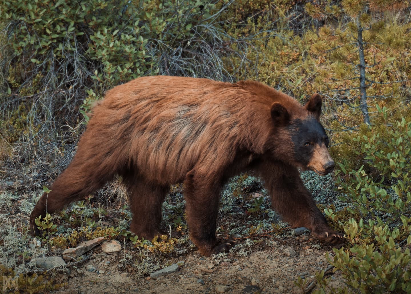 Cinnamon phase Black Bear in K-Country.
.
.
.
@bestwildlifeshots @wildlifeplanet @discoverwildlife @wildlife_inspired @natureinfocus @wildlifephotomag @canadianwildlifefederation @parks.canada @explorecanada @travelalberta @earthcapture @earthfocus @bbcearth @naturegeography @banffnp
#CinnamonBear #BlackBear #KananaskisCountry #CanadianWildlife #BearSighting #WildAndFree #MountainWildlife #WildlifeEncounters #NaturePhotography #UntamedNature #ExploreAlberta #BearWatching #RareColorMorph #RockyMountainWildlife