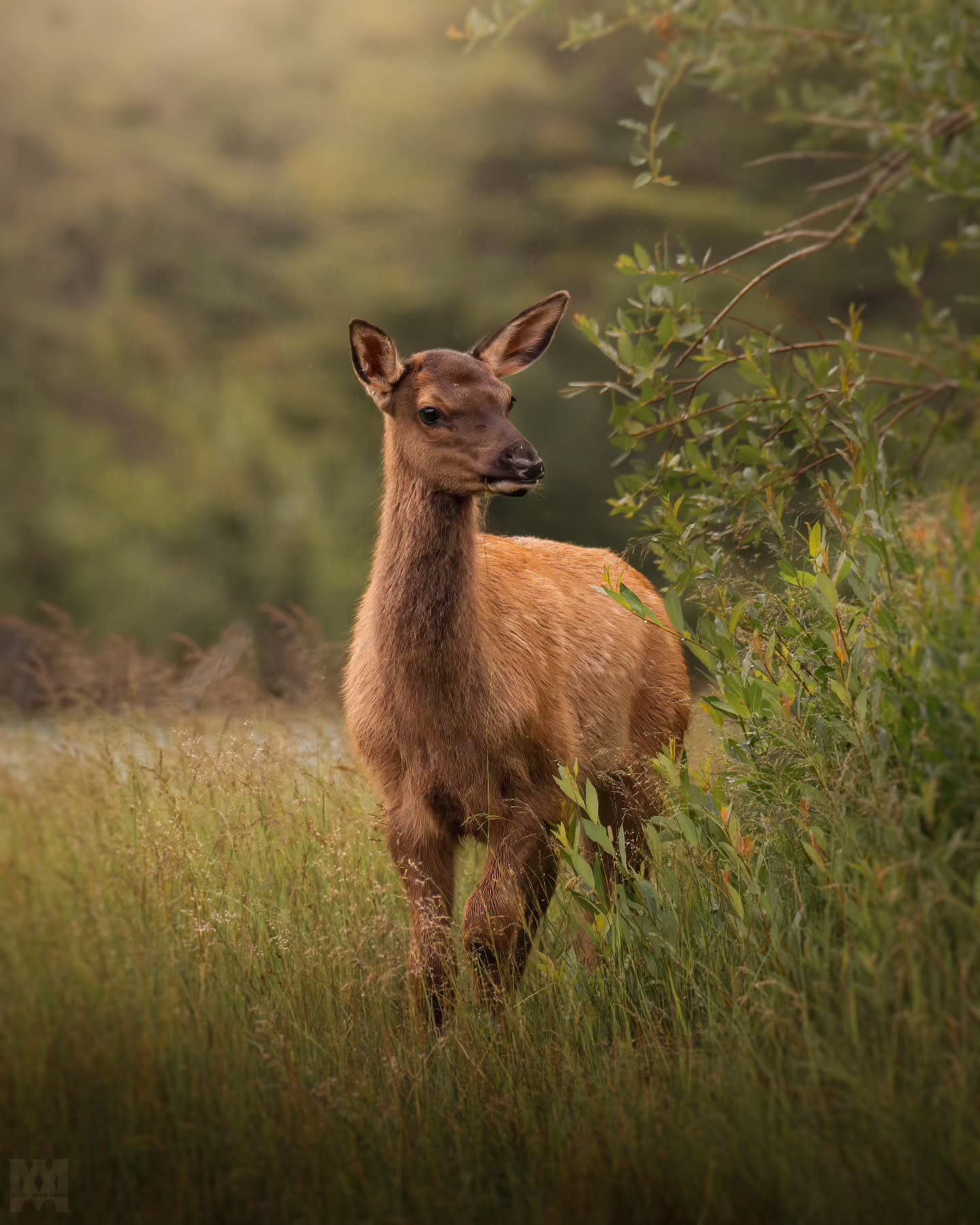 A young elk calf on the bank of 40-mile creek.
.
.
.
@bestwildlifeshots @wildlifeplanet @discoverwildlife @wildlife_inspired @natureinfocus @wildlifephotomag @canadianwildlifefederation @parks.canada @explorecanada @travelalberta @earthcapture @earthfocus @bbcearth @naturegeography @banffnp
#ElkCalf #YoungElk #40MileCreek #BanffWildlife #CanadianWildlife #MountainWildlife #WildlifeEncounters #NaturePhotography #UntamedNature #ExploreAlberta #WildAndFree #RockyMountainWildlife #ElkOfInstagram #NatureLovers #BackcountryMoments