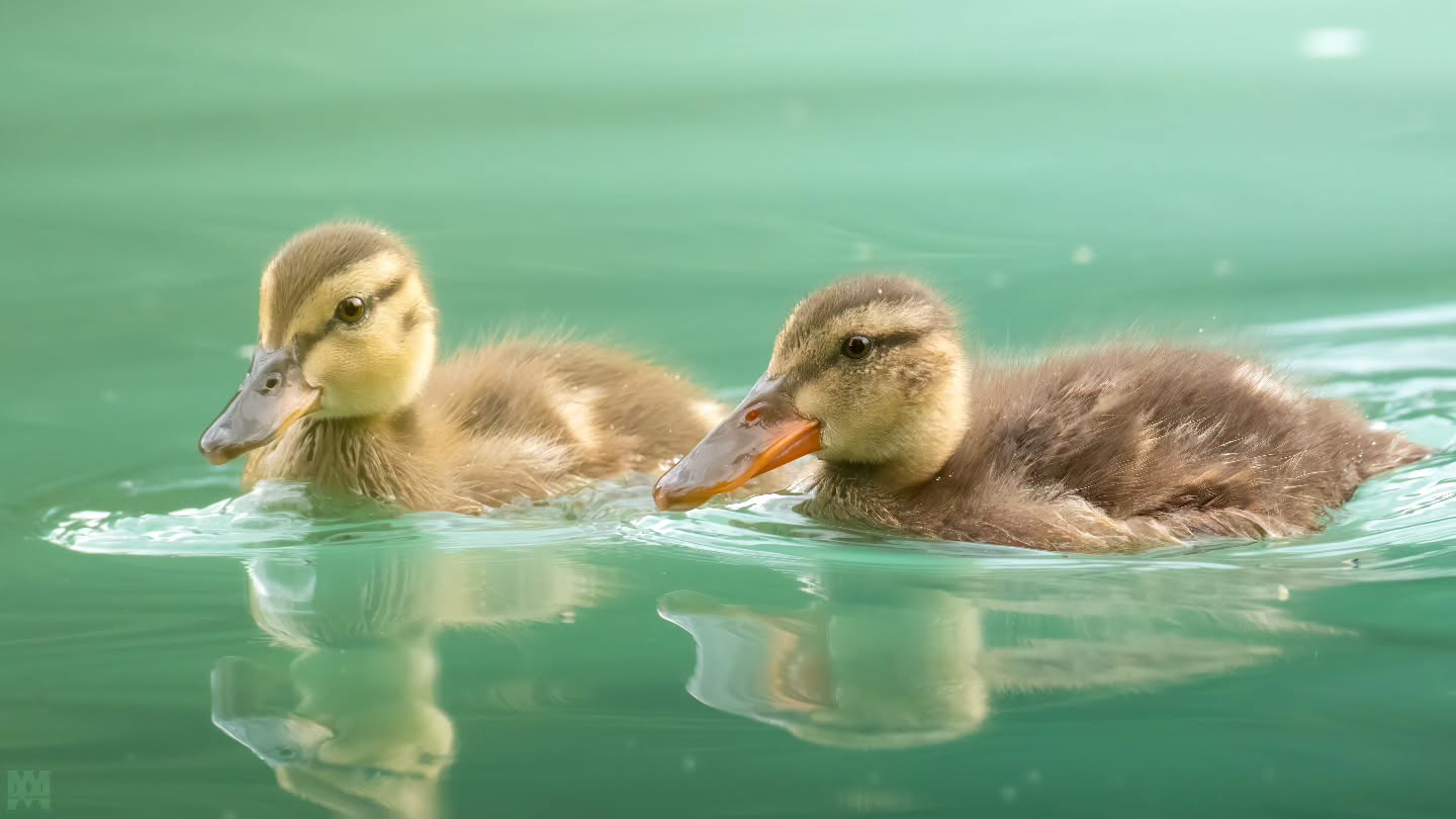 Unlikely siblings! Caught this Northern Shoveler duckling tagging along with a family of mallards. I didn't even notice until i reviewed the photos. A rare little oddball in the brood. It's great that he found safety with the mallards. 🦆
.
.
.
@bestbirdshots @bird_brilliance @featheredphotography @birdfreaks @planetbirds @eye_spy_birds @birds_captures @birds_adored @best_birds_of_world @birdingphotography @birdwatchers @bird_watchers_daily @birds_of_instagram @best_birds_planet @natureinfocus @birdshots @excellent_nature @birds_perfection @birdnerd @wildlife_inspired @best_bird_shots @bird_freaks @bestlife_birding
#NorthernShoveler #MallardFamily #UnlikelySiblings #DucklingDrama #WetlandBirds #BirdWatching #NaturePhotography #FeatheredFriends #AvianOddball #BirdsOfInstagram #WildlifeEncounters #UntamedNature #WaterfowlWatch #SpringBrood #RareSighting