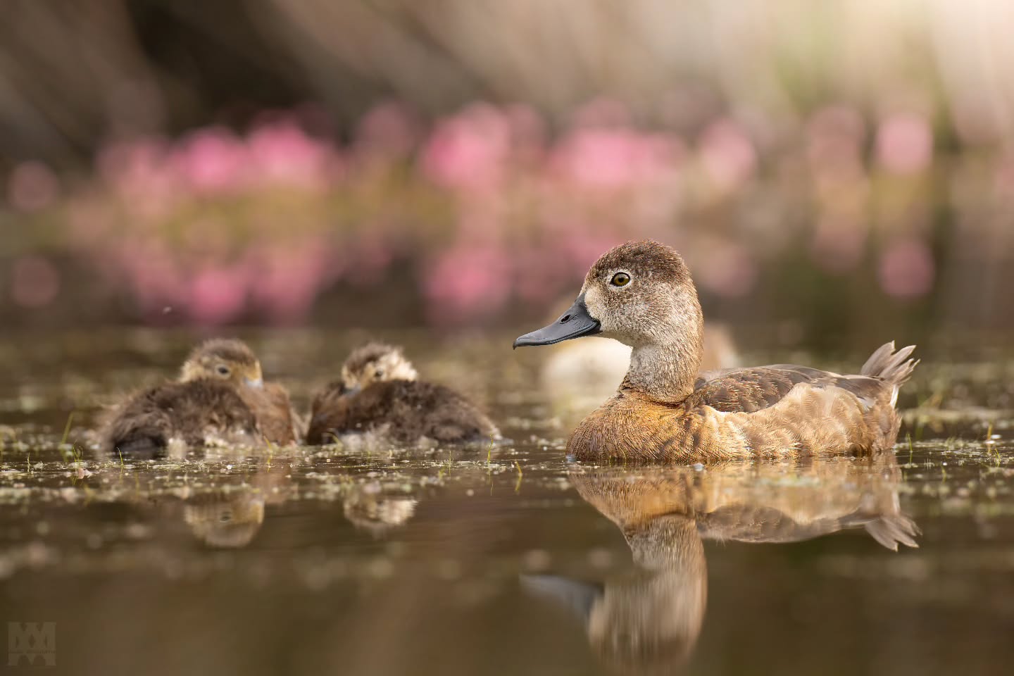 A Ring-necked Duck hen with her sleeping ducklings on Vermillion Lakes in Banff. 💕
.
.
.
@bestbirdshots @bird_brilliance @featheredphotography @birdfreaks @planetbirds @eye_spy_birds @birds_captures @birds_adored @best_birds_of_world @birdingphotography @birdwatchers @bird_watchers_daily @birds_of_instagram @best_birds_planet @natureinfocus @birdshots @excellent_nature @birds_perfection @birdnerd @wildlife_inspired @best_bird_shots @bird_freaks @bestlife_birding
#RingNeckedDuck #DuckHenAndDucklings #VermillionLakes #BanffNationalPark #WaterfowlWatch #WetlandBirds #BirdsOfNorthAmerica #BirdWatching #NaturePhotography #FeatheredBeauty #Av