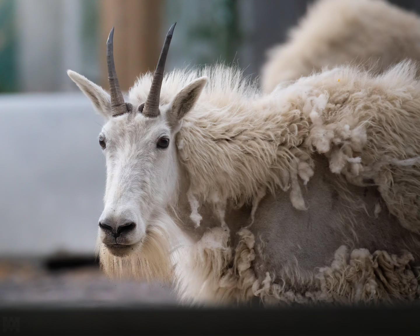 A shaggy Mountain Goat. 🐐
.
.
.
@bestwildlifeshots @wildlifeplanet @discoverwildlife @wildlife_inspired @natureinfocus @wildlifephotomag @canadianwildlifefederation @parks.canada @explorecanada @travelalberta @earthcapture @earthfocus @bbcearth @naturegeography @banffnp
#MountainGoat #ShaggyBeast #RockyMountainWildlife #CanadianWildlife #AlpineAnimals #WildAndFree #NaturePhotography #WildlifeEncounters #UntamedNature #ExploreAlberta #MountainMajesty #BackcountryWildlife #GoatsofInstagram #CliffsideCritters #WildernessEncounters