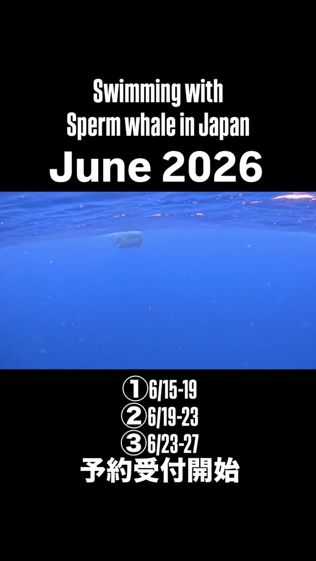 今年も大成功!!
クジラたちはその目で僕たちを見て、そのまままっすぐ泳いできて、本当に目の前を泳ぎ過ぎていった。
広く深い、真っ青な海をゆっくりと泳ぐマッコウクジラは、優しい。
&Oceanのツアーは少人数チャーターで、クジラに負荷をかけないよう気をつけながらアプローチを行います。
現時点で来年の予約はすでに2/3ほど埋まっていますが、まだまだ予約お待ちしています。
2026年スケジュール
①6月17、18日(満席)
②6月21、22日(残1)
③6月25、26日(残4)
④6月27、28日(残6)
基本スケジュール
1日目:奄美到着後北部ダイビング
2日目:南部ダイビング
3日目:マッコウスイム
4日目:マッコウスイム
5日目:帰り
マッコウスイムのみ残席あり
(ダイビングの受付は問い合わせ下さい。)
世界でも珍しいマッコウクジラと水中で会うツアー
撮影
@nag_tj