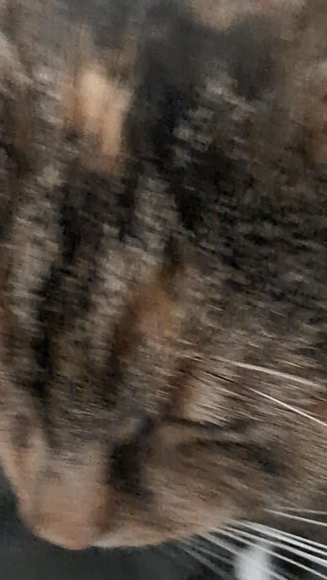 Here's your Monday cat booster 😻
A rare occasion of Pandora and Loki sharing a sleeping spot without fighting.
You're welcome.
#catscatscats #catsofinstagram #mondaymotivation