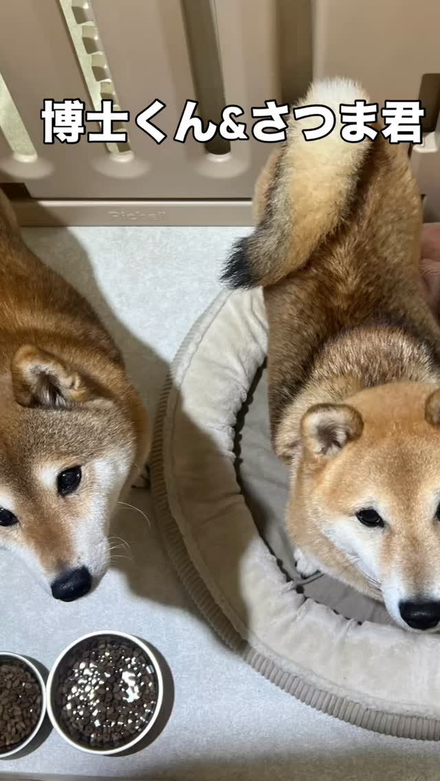 #寝屋川ペットホテル &トリミングサロン#ペットホテル24時間対応 #動