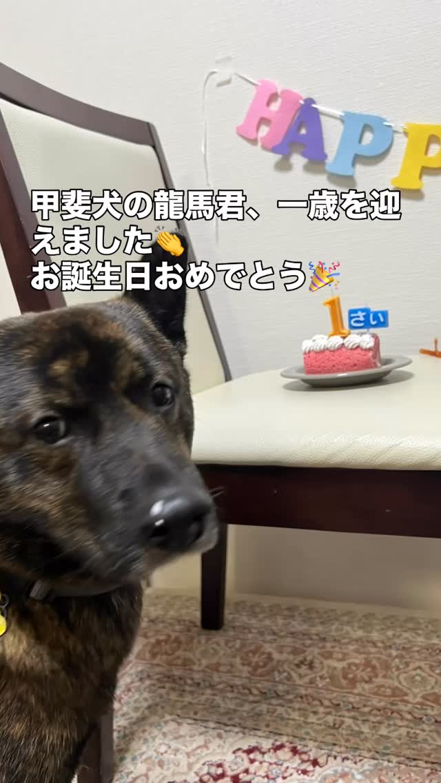 #寝屋川ペットホテル &トリミングサロン
#ペットホテル24時間対応 #寝屋川市太秦桜が丘ペットホテル &トリミングサロン#動物看護師在籍 #ヒョウモンリクガメ