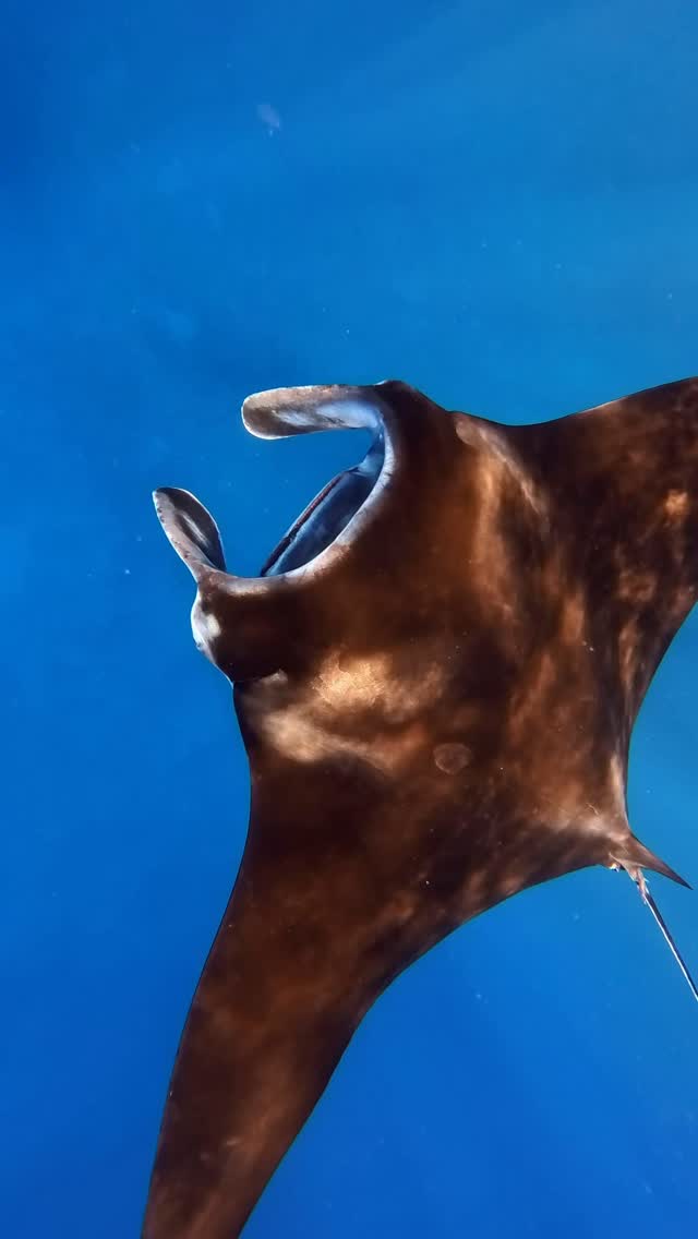 今季のマンタさん
#ヤビジツアーマーリン
#沖縄 #宮古島 #八重干瀬 #ヤビジ