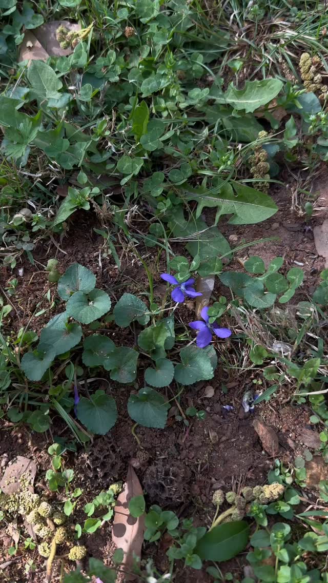 Wild Violets are in full bloom and they provide beneficial properties such as reducing inflammation, strengthening immune system, and soothing irritation. The leaves and flowers are rich in vitamins A & C, and full of antioxidants. Use them in salads or pastries for a pop of spring color or make an infusion with hot water for a pretty purple tea you can drink. Use externally for skin conditions like eczema, insect bites, scrapes, bruises, and dermatitis.
Make a tea infusion if you suffer from a dry and/or irritated scalp as they have cooling, moistening, and pain relieving properties. Steep a handful of the leaves and flowers in hot water for 15-20 minutes to use during your scalp care routine. Use after shampooing and before your conditioner (no need to rinse before conditioning) apply the tea wash to your scalp and let it sit while you condition your ends!
Dry them and make a tincture to use during cold and flu season to soothe the bronchial passages, break up mucous, and soothe sore throats.