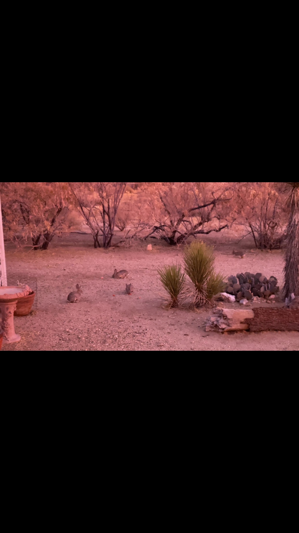 A typical morning at our place.