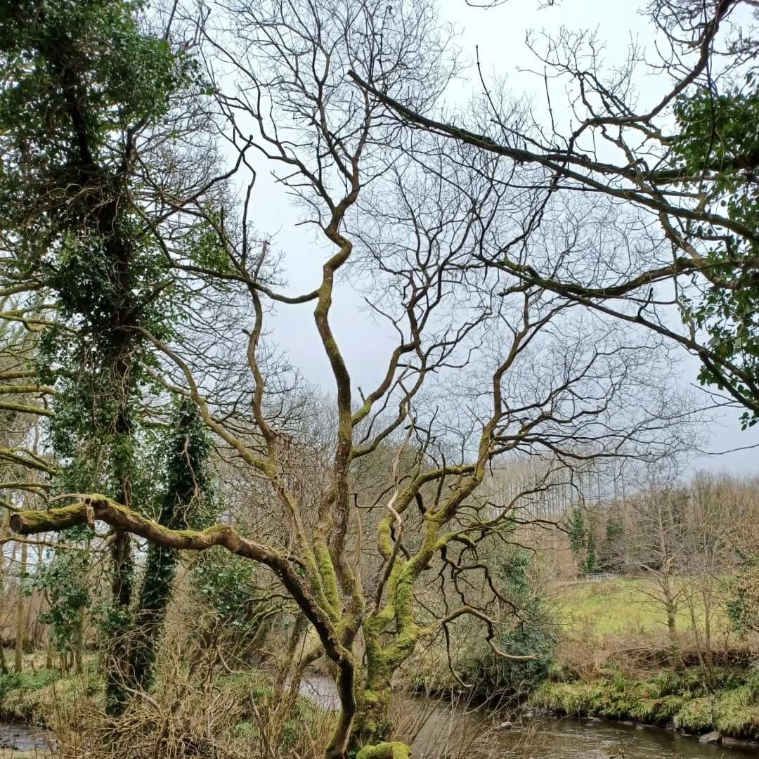 Less than 1% of Ireland's ancient forests, which covered 80% of the island, still stand. These forest fragments line tiny portions of the River Faughan, the source of Derry's drinking water. Some of these trees are hundreds of years old. They were the basis for the original language of this land and still serve as potent symbols of life and hope. #waterislife #derry #wheresyourwild