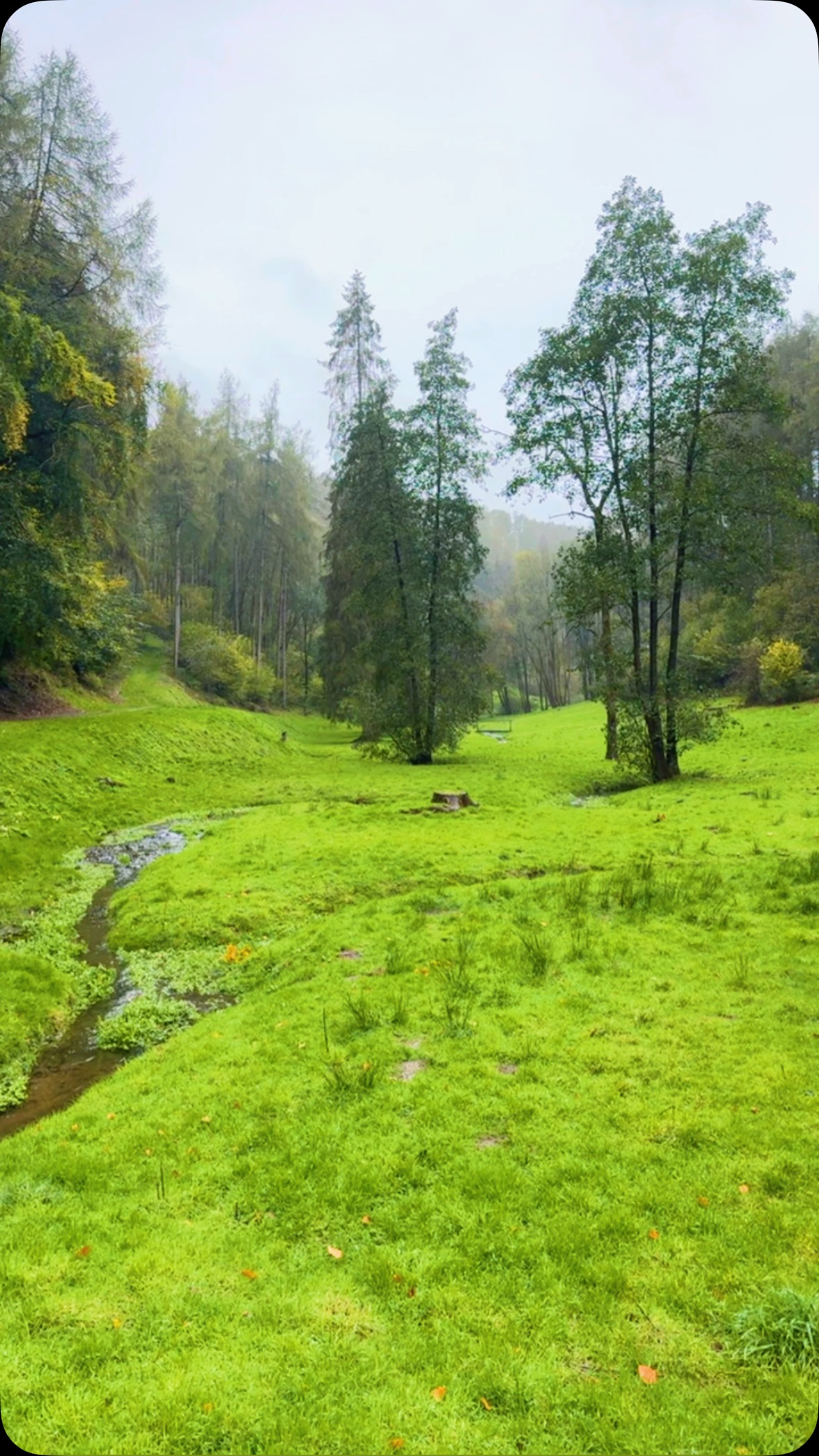 The shoots are officially over for the season so we are BACK open for bookings! We are so lucky to live in such a beautiful part of the world but gosh how the weather changed throughout the season. The damage from Storm Darragh was devastating and can be seen on the video but the majority of the beautiful trees remained intact.
Keep your eyes peeled for our upcoming news and where you can get your @byharrianded @chef_ed_allen fix!
#northyorkshire #helmsley #duncombepark #caterers #catering #tree #view #beckdale #nature #countryside
