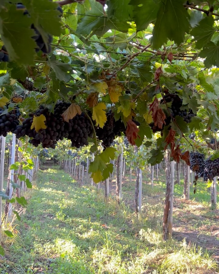 Black grapes of excellent caliber