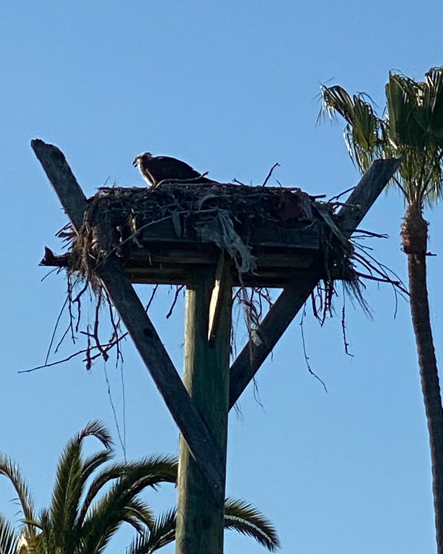 Pretty much the best thing about staying at the Kona Kai is that there’s a family of ospreys living right here. The hotel is great, but the ospreys are so very cool.