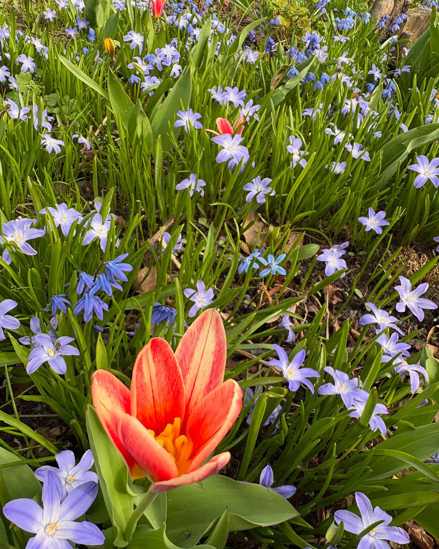 Kevätkukat ja lämpö best. Ihanaa pääsiäistä kaikille! ☀️🌷🥰