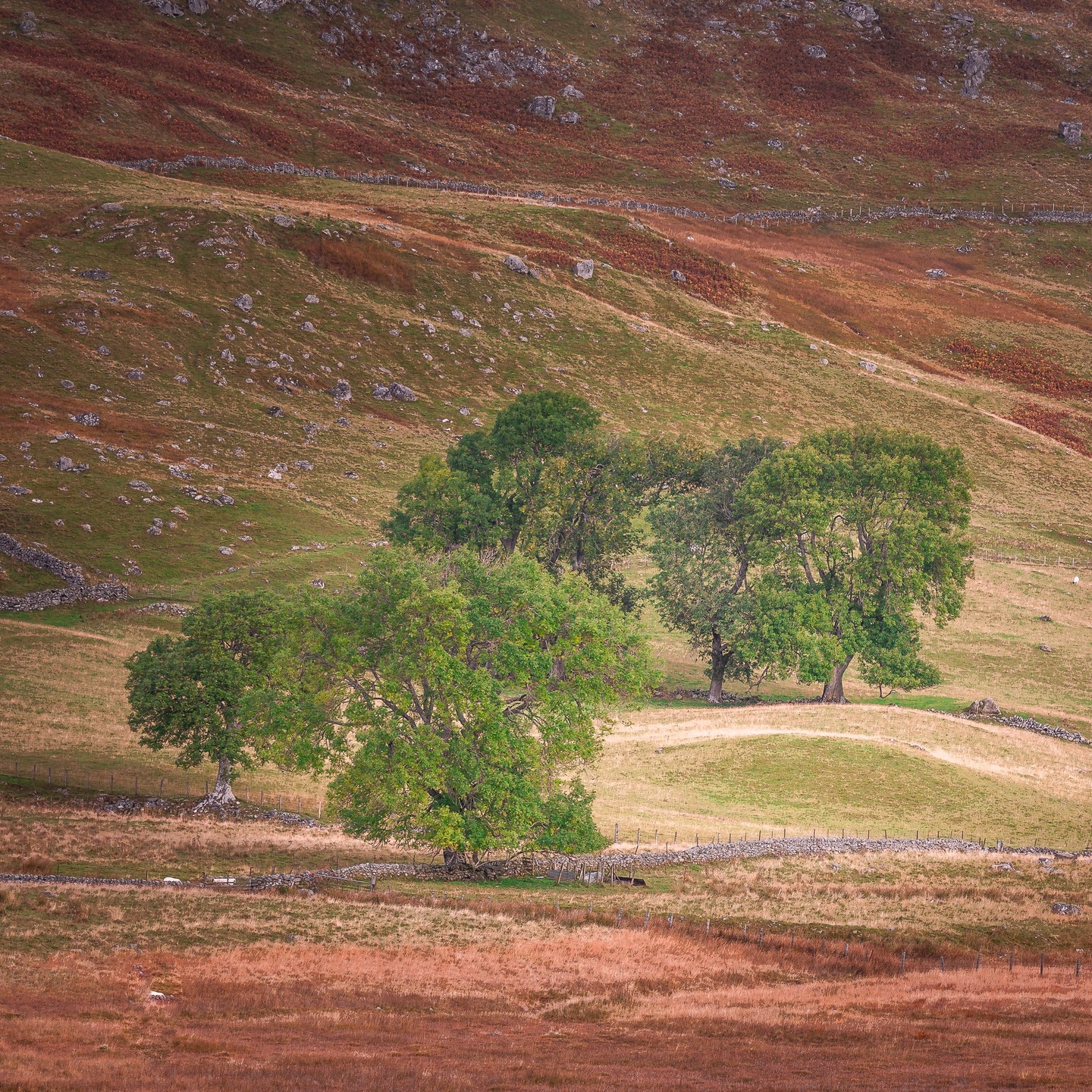 Quality oxygen producers.
#ScotlandScenery #Blairgowrie #ScottishHighlands #ScotlandLovers #VisitScotland #ScotlandExplored #ScotlandTravel #NaturePerfection #ScottishLandscapes #ScotlandIsNow #RuggedBeauty #LoveScotland #ScenicScotland #UKLandscapes #LandscapePhotography #ExploreMore #NatureLovers #MountainViews #ScotlandShots #ThisIsScotland #WildScotland #ForestViews #CountrysideViews #AutumnInScotland #NaturalLight #ScotlandAdventure #WanderScotland #UKPhotography #ExploreScotland #ScotlandOutdoors
