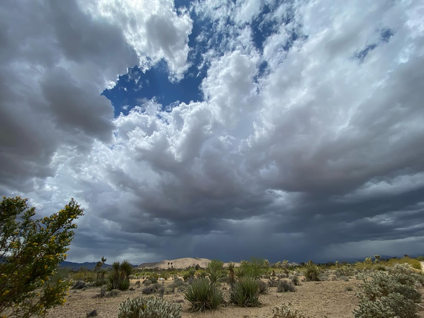 We got a bit of rain this week and our first thunderstorm of the year. Tonight the lightning is blasting away east of us but we’re dry.