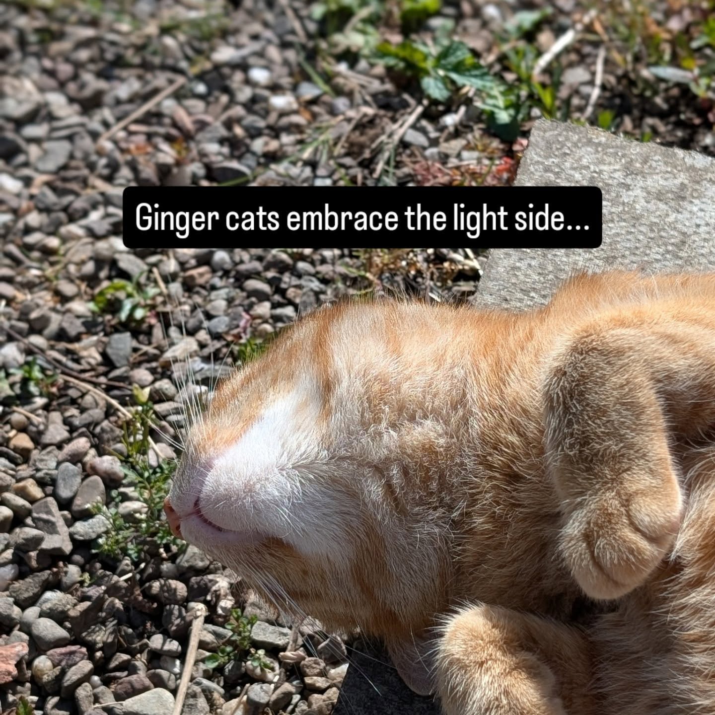 May the cats be with you.... always.
#catsofinstagram #catscatscats #starwars