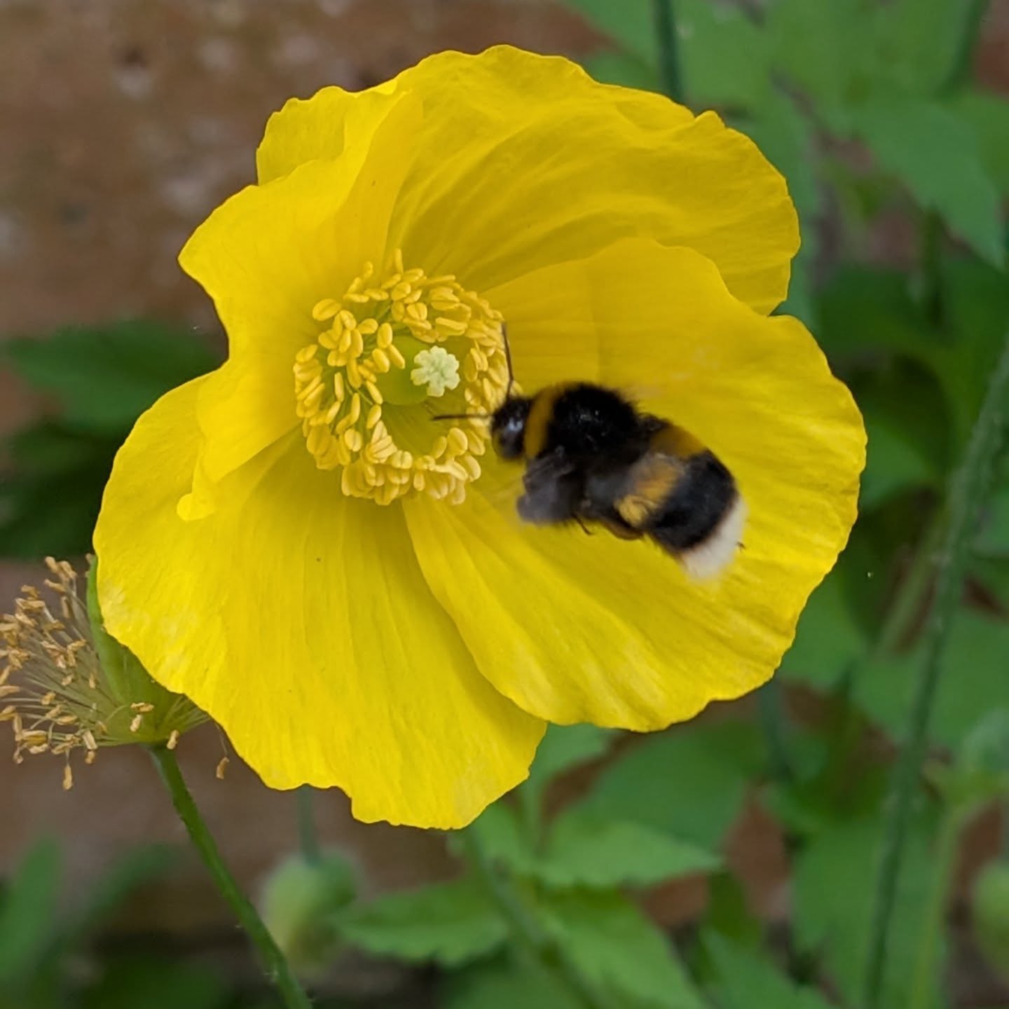 One of my new neighbours, going their thing. Was raging Tree Bumble Bees are fairly new to the UK. This lot were true to form and kicked the blue tits out of their nesting box.
Hoping it starts to rain soon. Weeks of back to back sunshine are in danger of making me hopelessly carefree with nothing to moan about.
#bees #Scotland