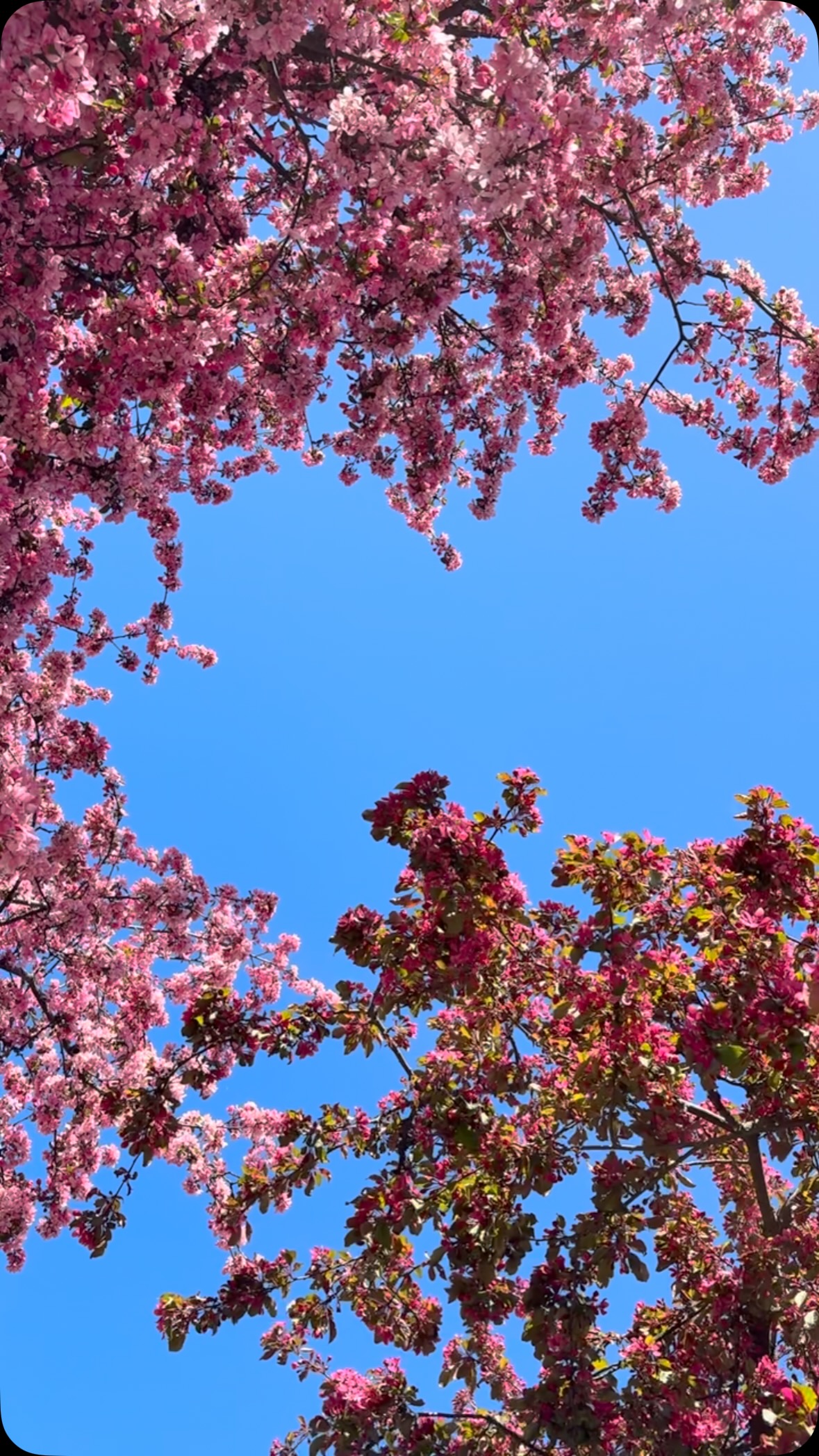 Helsingin kaunein katu löytyy juuri nyt Lauttasaaresta. Suosittelen tsekkaamaan Isokaaren 130 kukkivaa koristeomenapuuta! #helsinki #myhelsinki #lauttasaari #kesä