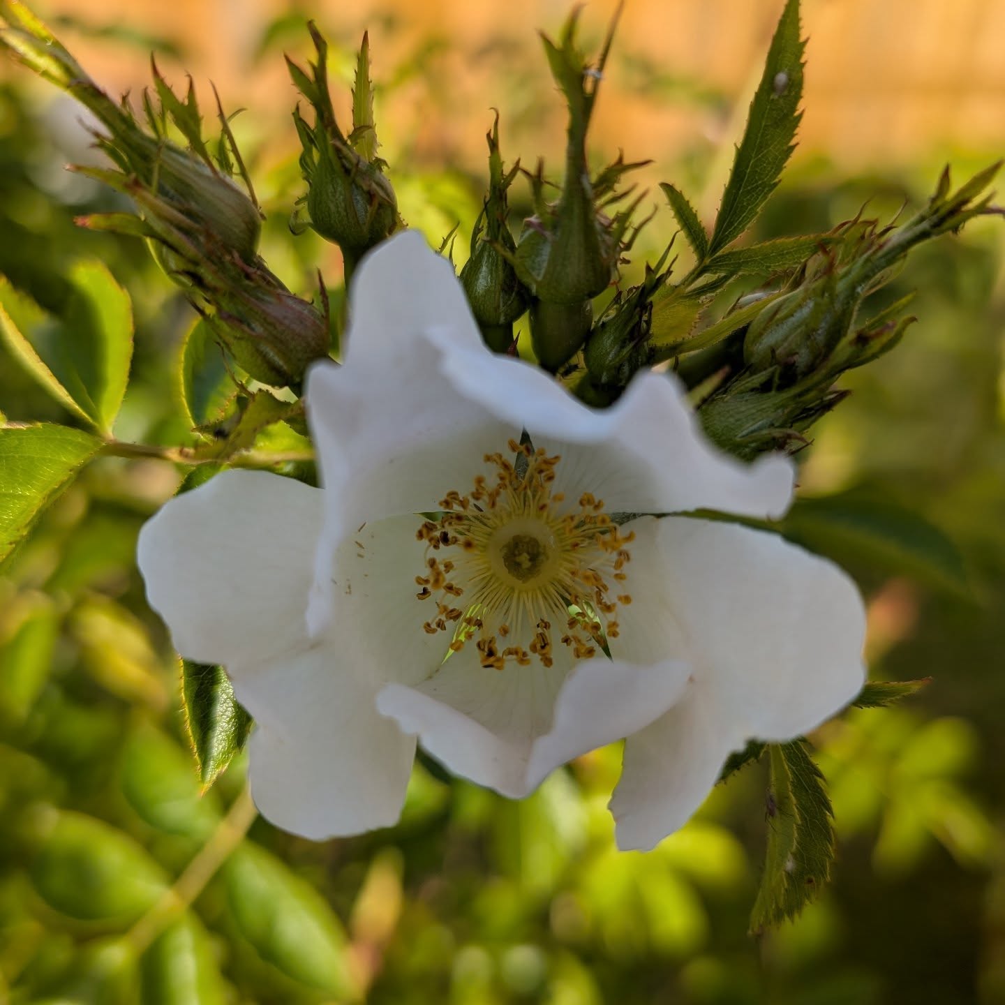 @russelltdavies63 I love you. That is all.